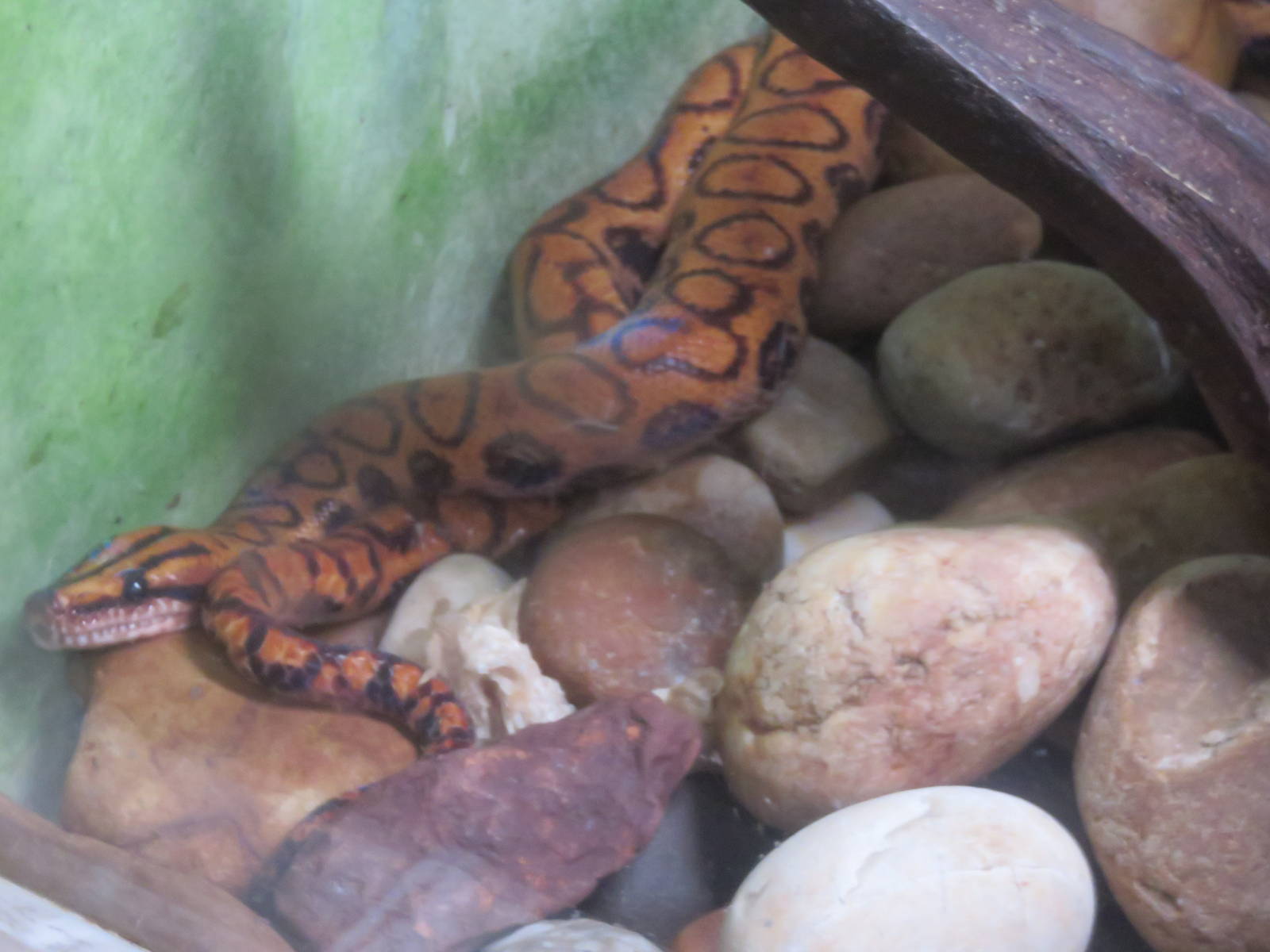 Amazonia - Brazilian Rainbow Boa