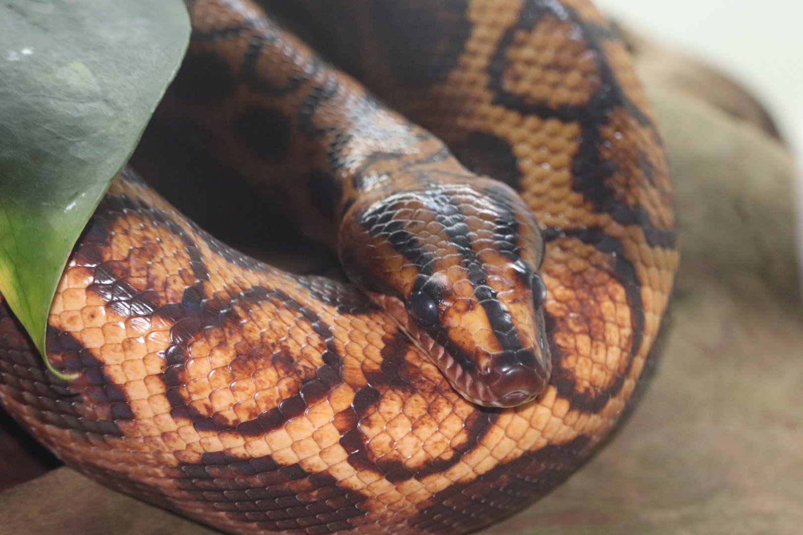 Amazonia - Brazilian Rainbow Boa