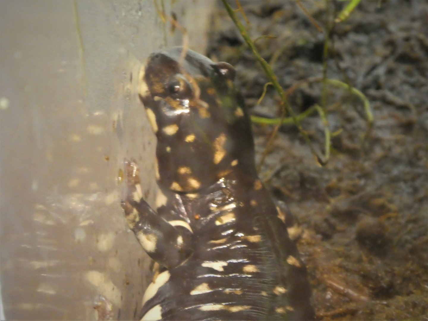 Amazonia - California Tiger Salamander