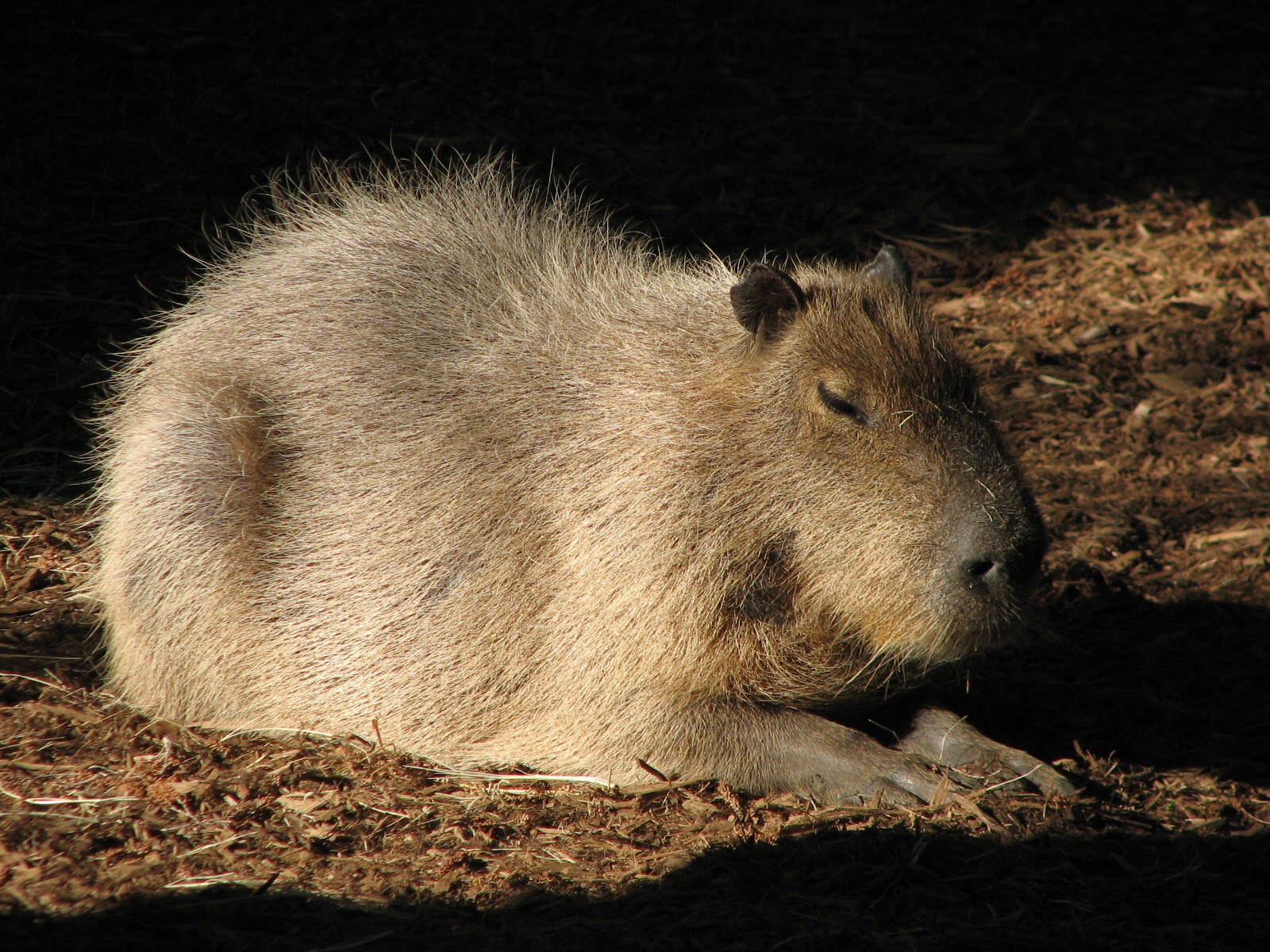 Amazonia - Capybara