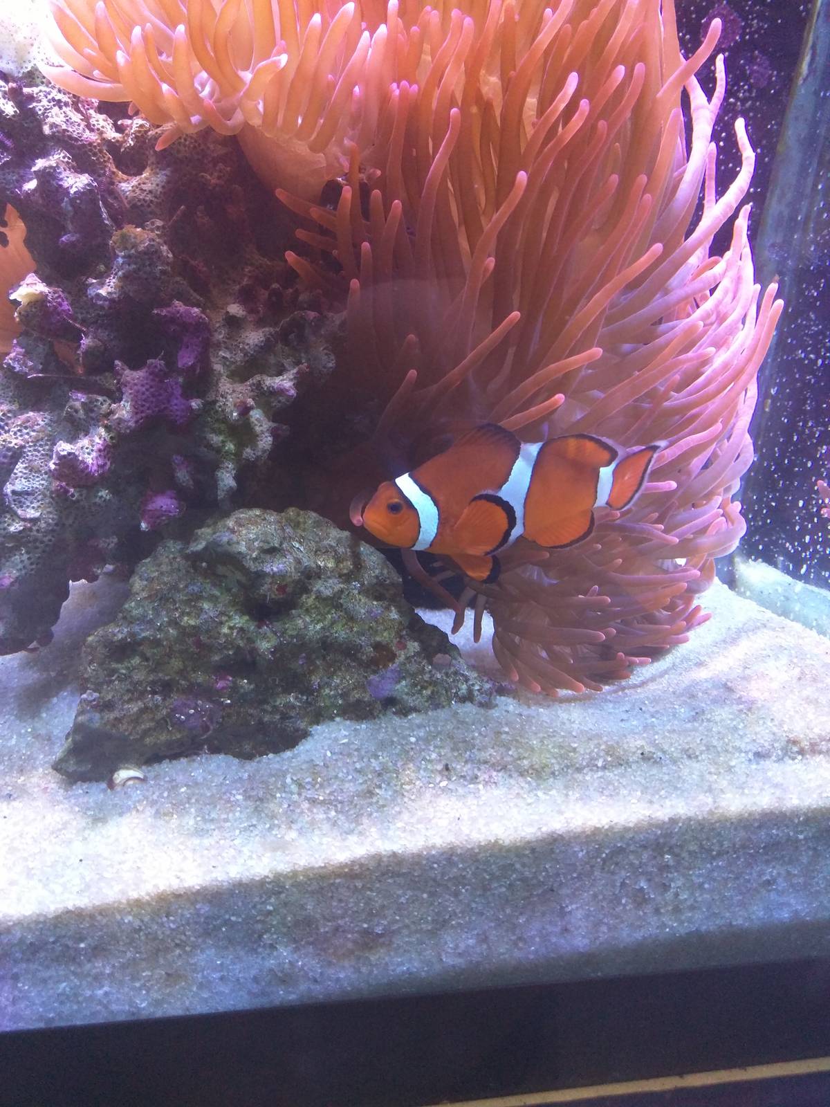 Amazonia - Coral Lab - Clownfish