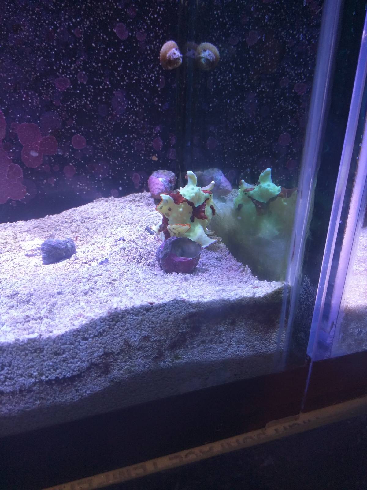 Amazonia - Coral Lab - Warty Frog Fish