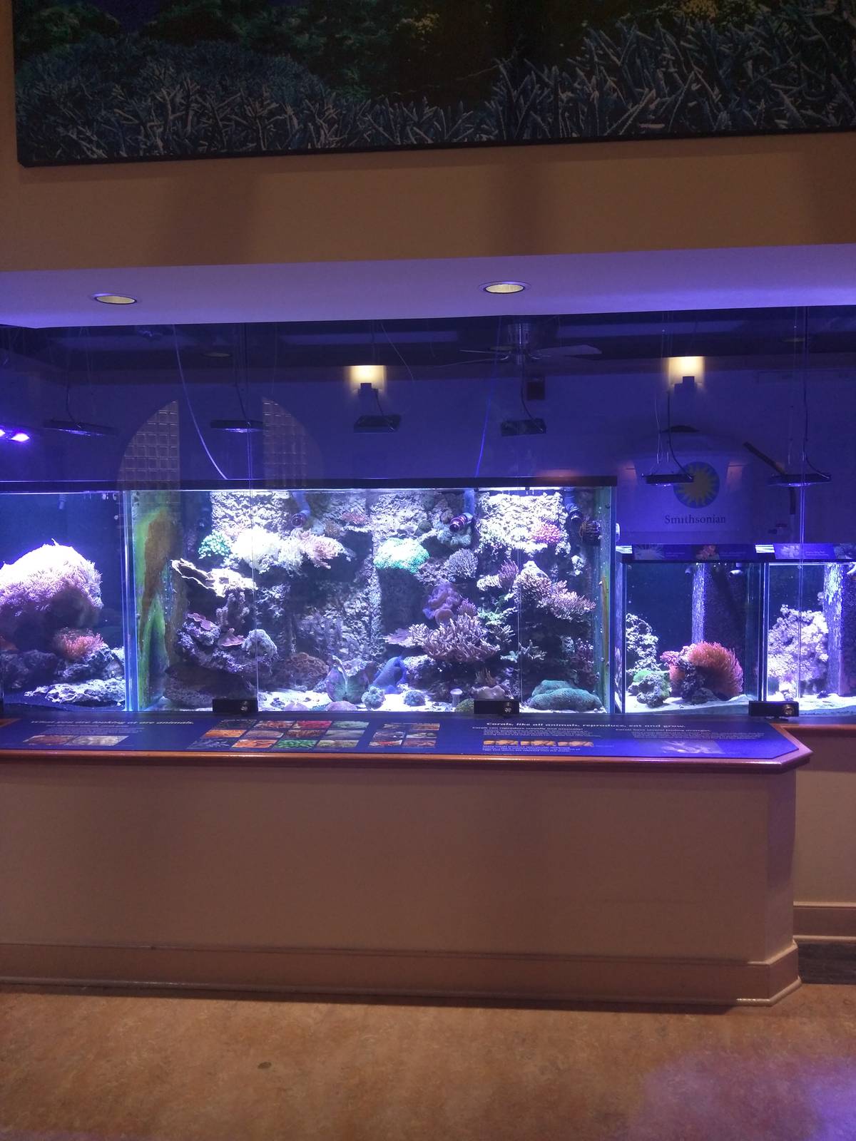 Amazonia - Coral Lab