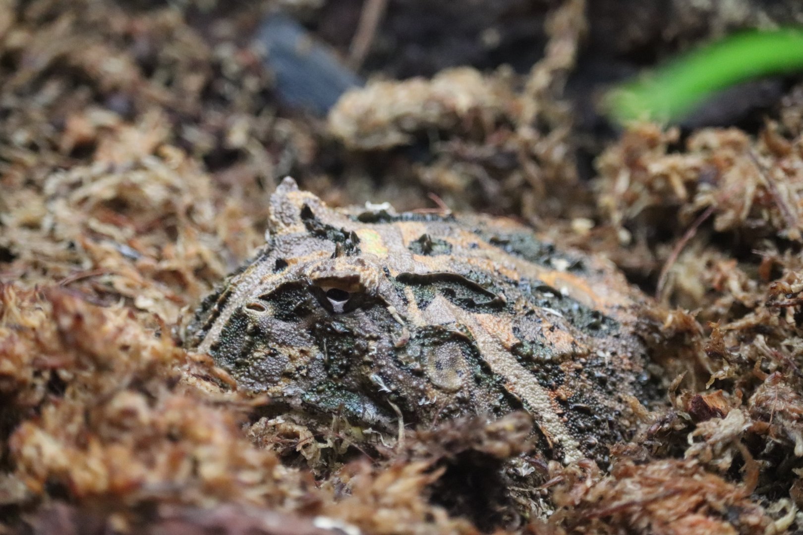 Amazonia - Cranwell's Horned Frog