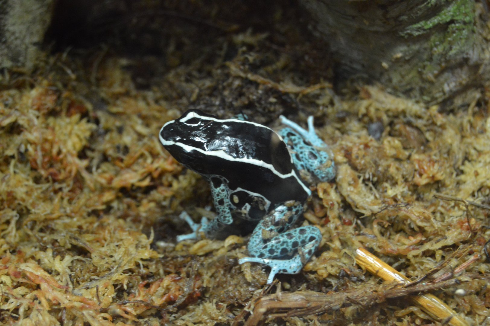 Amazonia - Dyeing Poison Dart Frog (Dendrobates tinctorius)