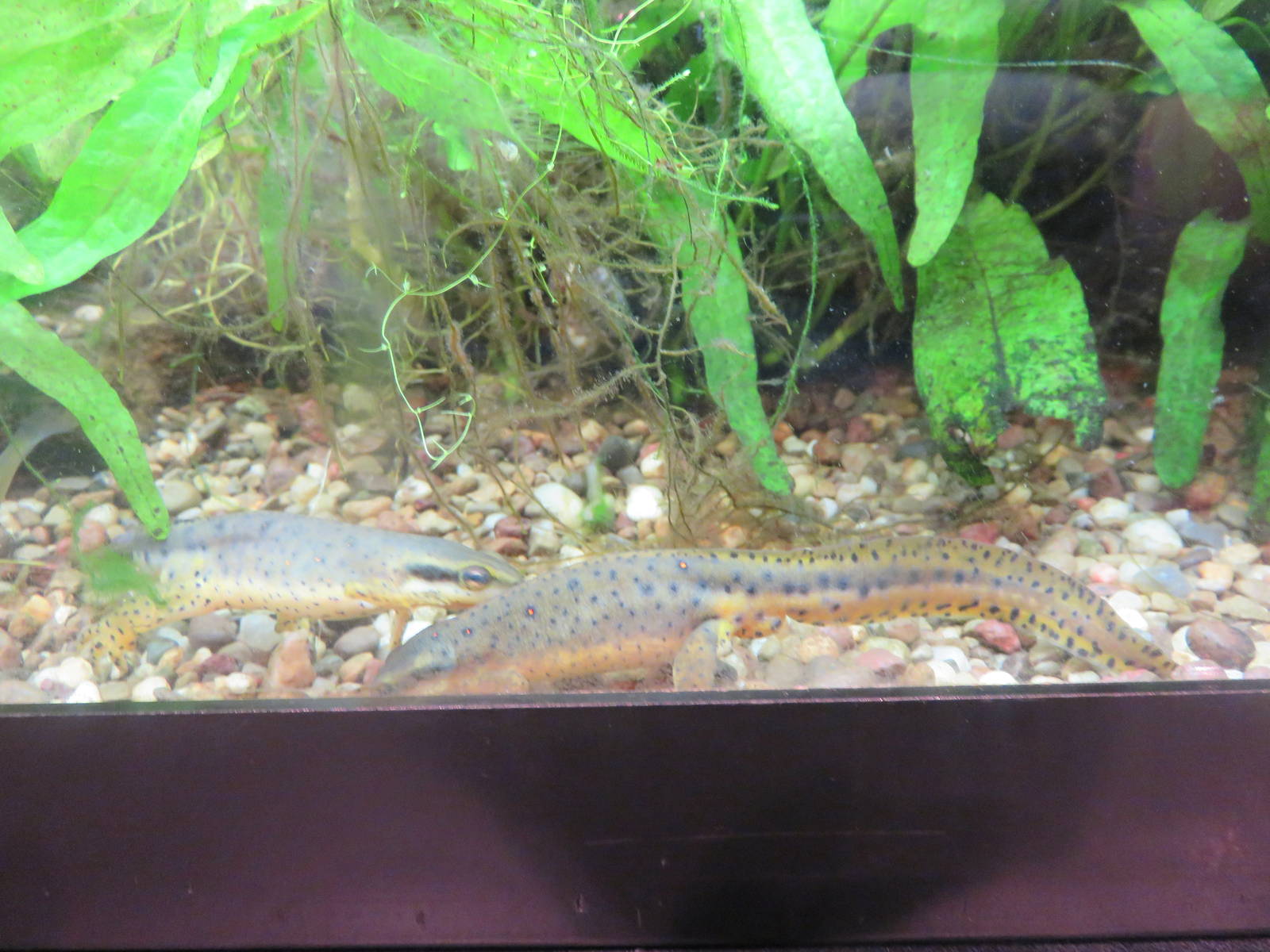 Amazonia - Eastern Red Spotted Newt