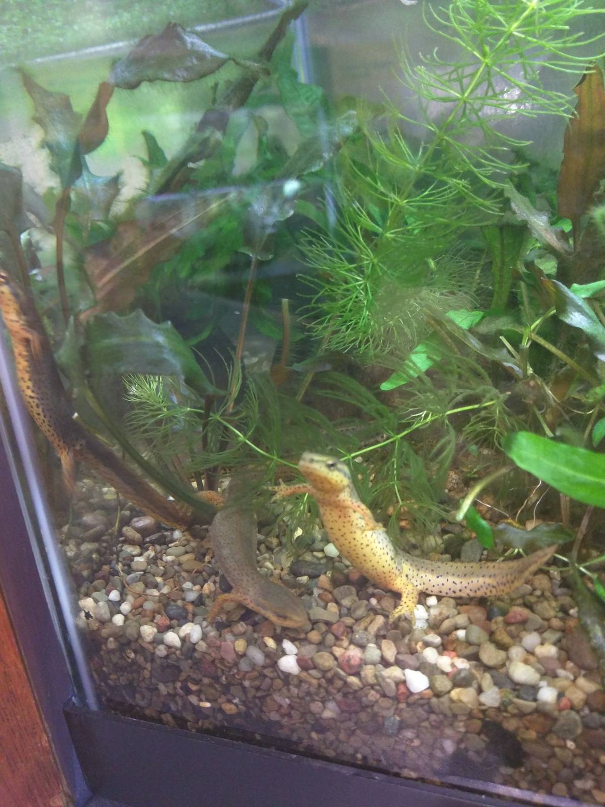 Amazonia - Eastern Red-Spotted Newt