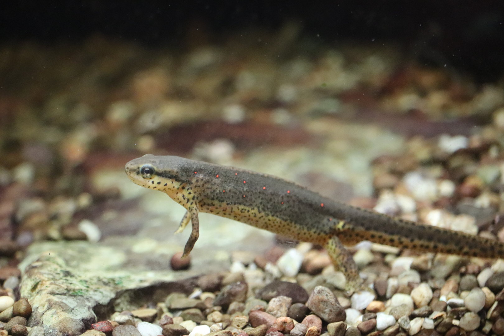Amazonia - Eastern Red-Spotted Newt