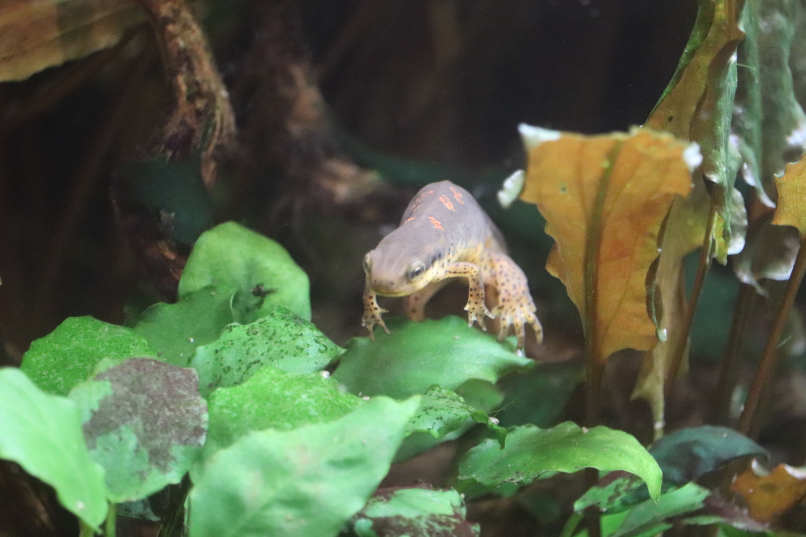 Amazonia - Eastern Red-Spotted Newt