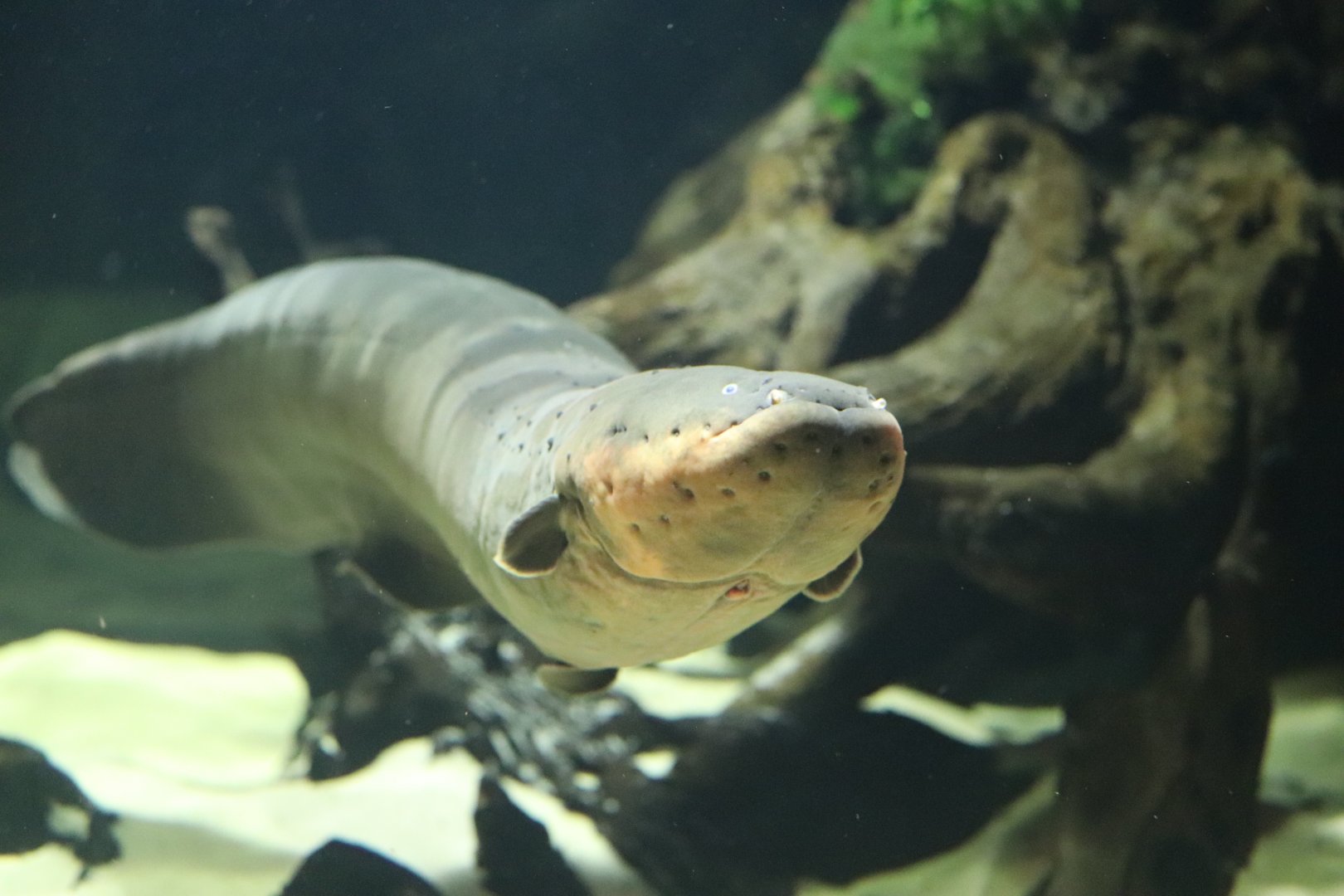 Amazonia - Electric Eel