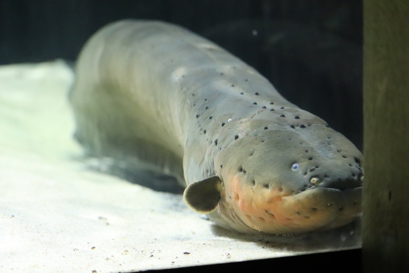 Amazonia - Electric Eel