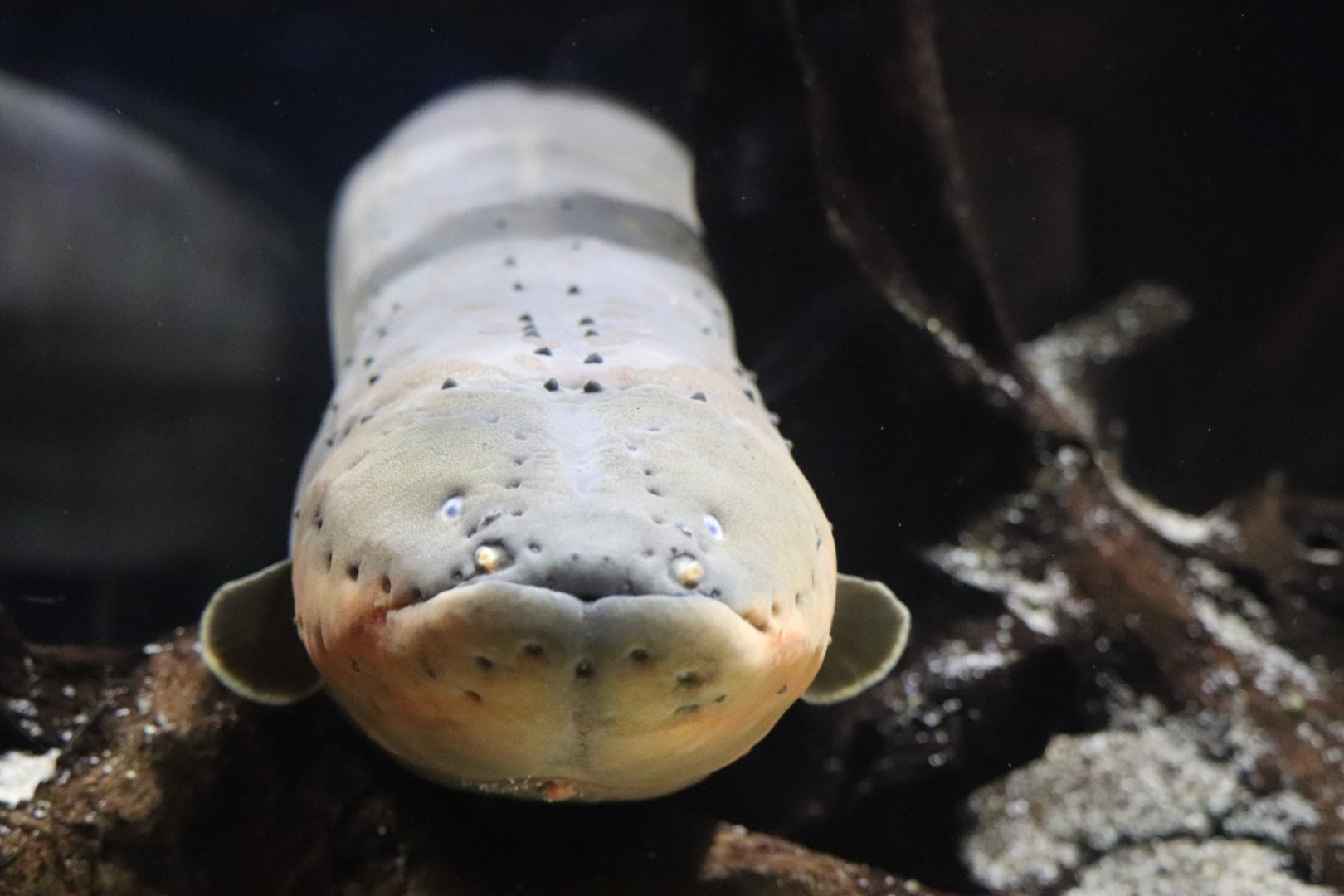 Amazonia - Electric Eel