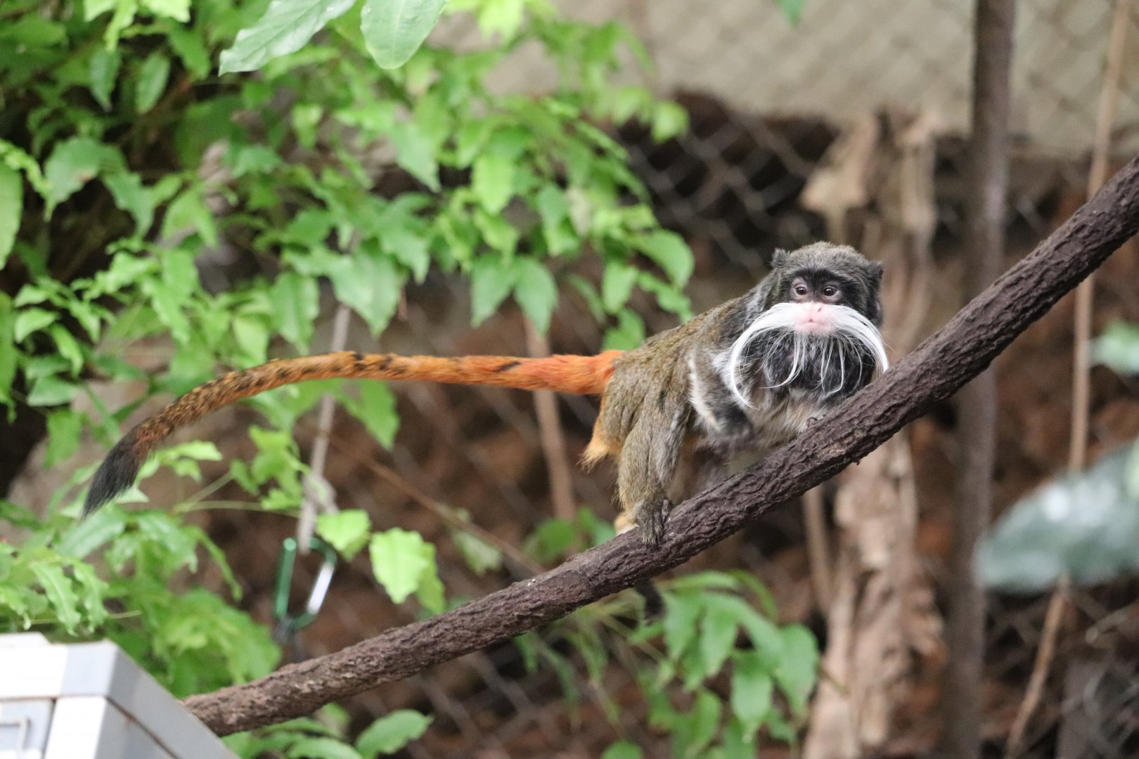 Amazonia - Emperor Tamarin