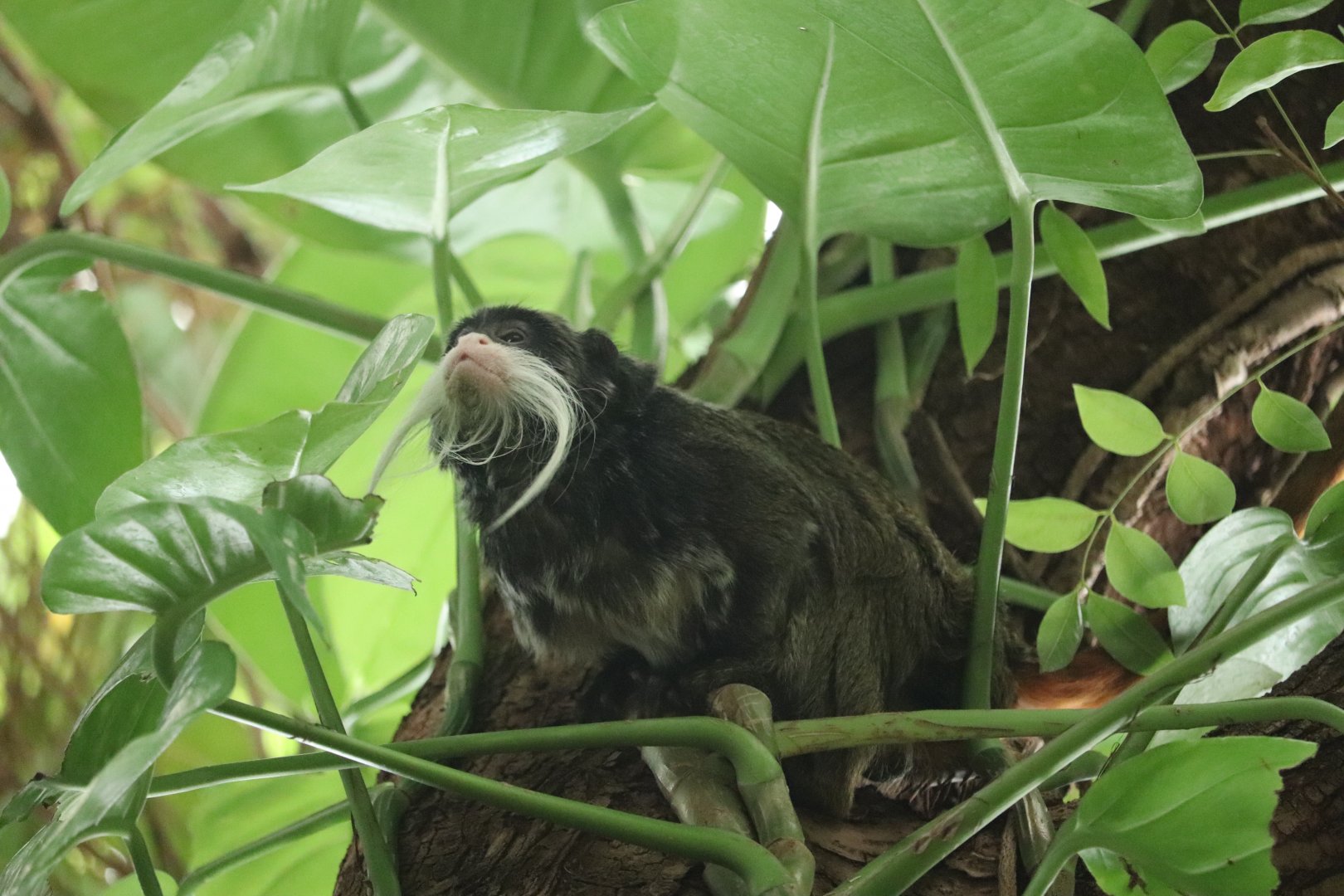 Amazonia - Emperor Tamarin