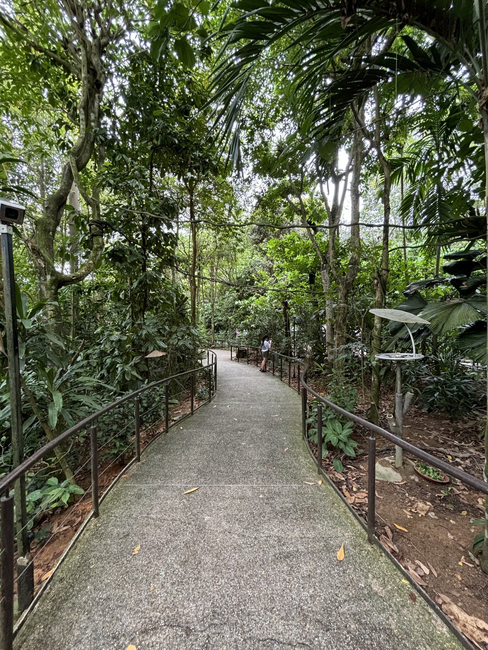 Amazonia Encounters - walk-through jungle exhibit
