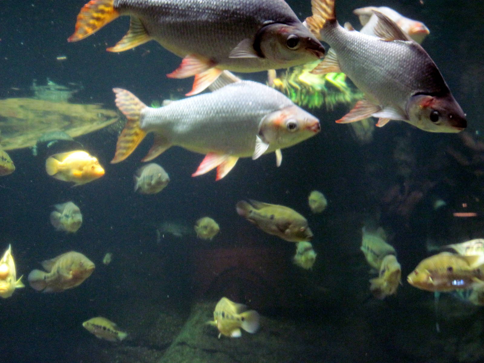 Amazonia-Flag-tailed Prochilodus