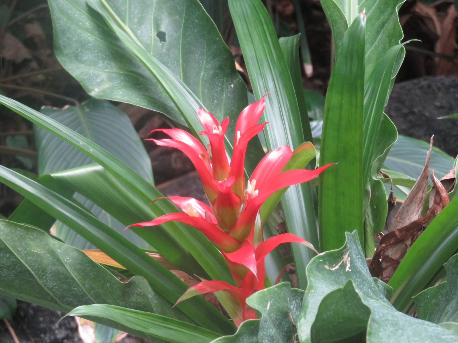 Amazonia - Flower (ID would be nice)