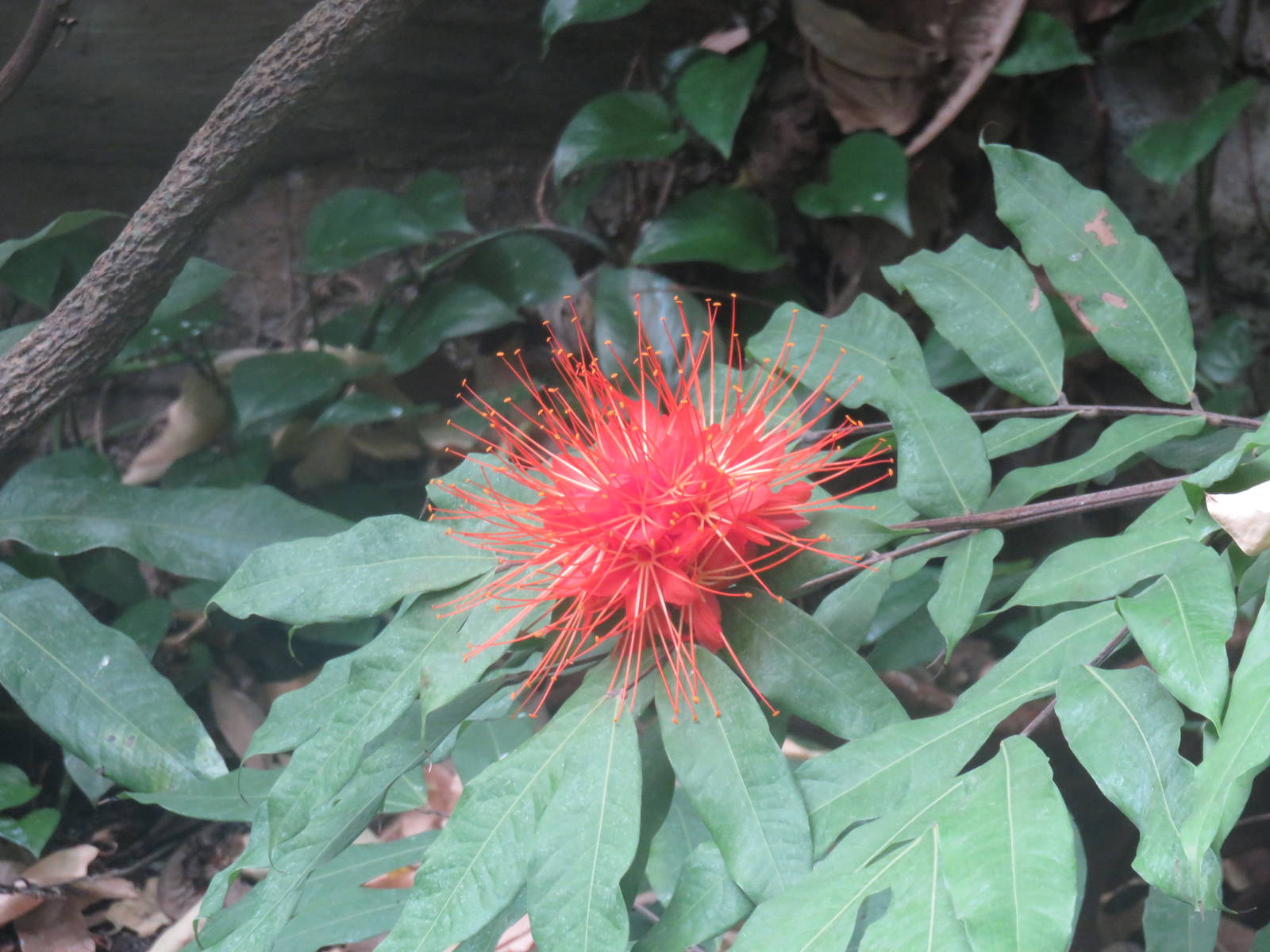 Amazonia - Flowers (ID would be nice)