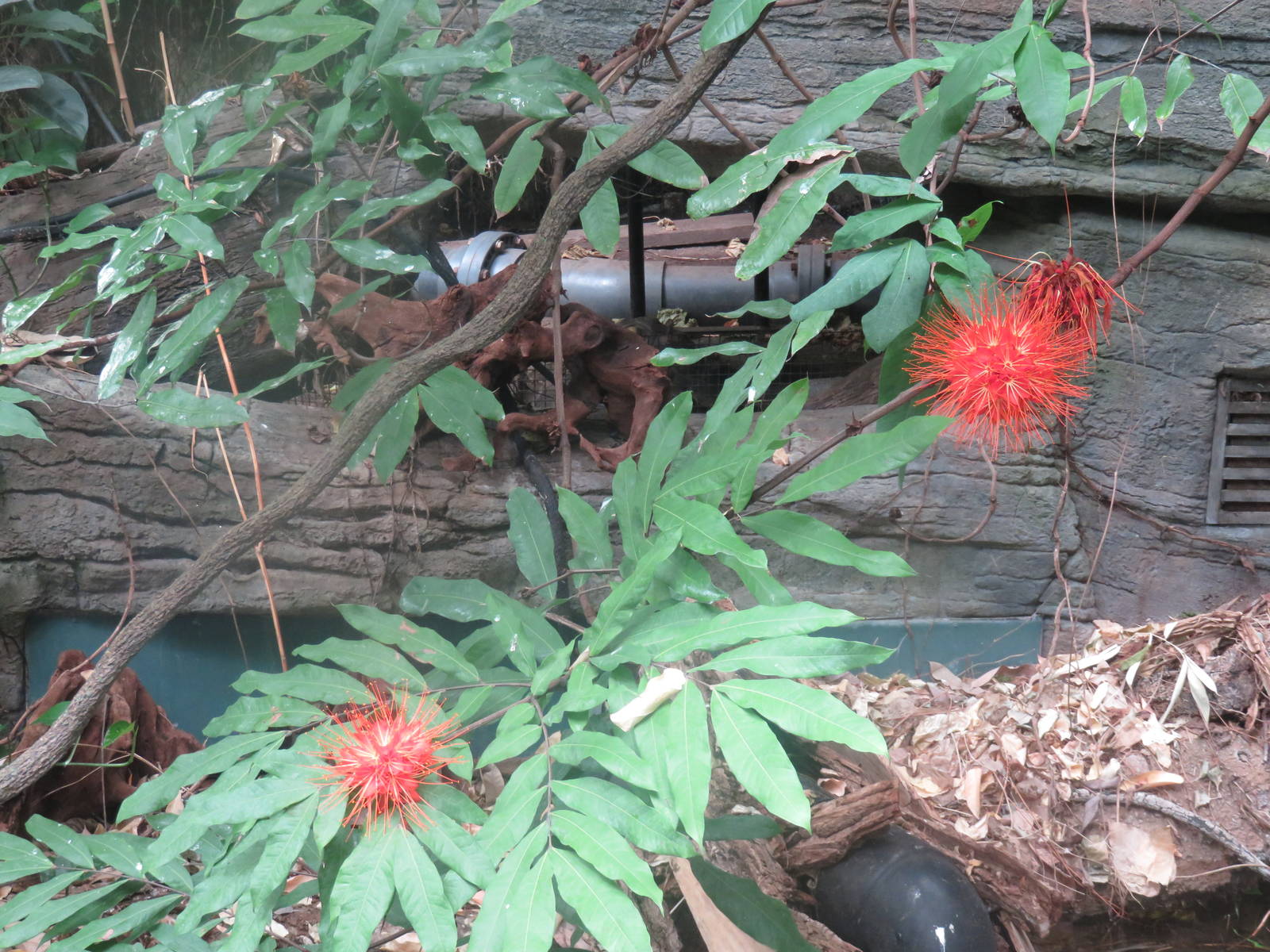 Amazonia - Flowers (ID would be nice)