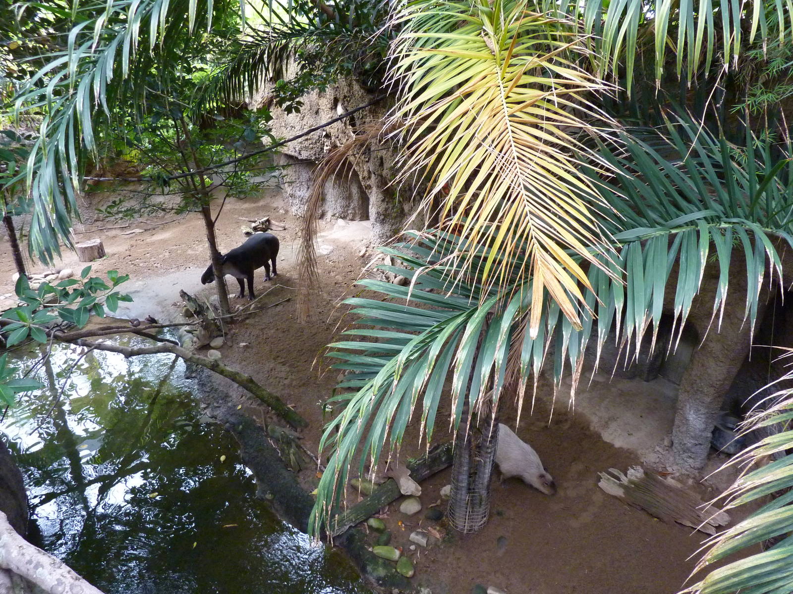 Amazonia: Forest Of Riches - Baird's Tapir/Capybara Exhibit