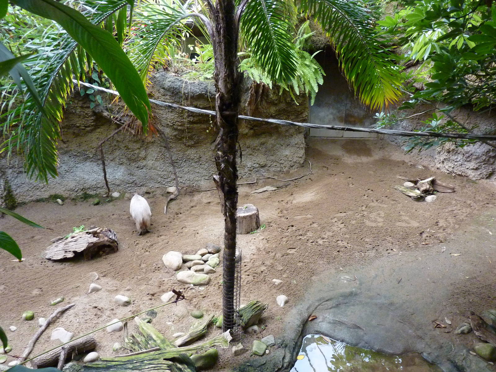 Amazonia: Forest Of Riches - Baird's Tapir/Capybara Exhibit