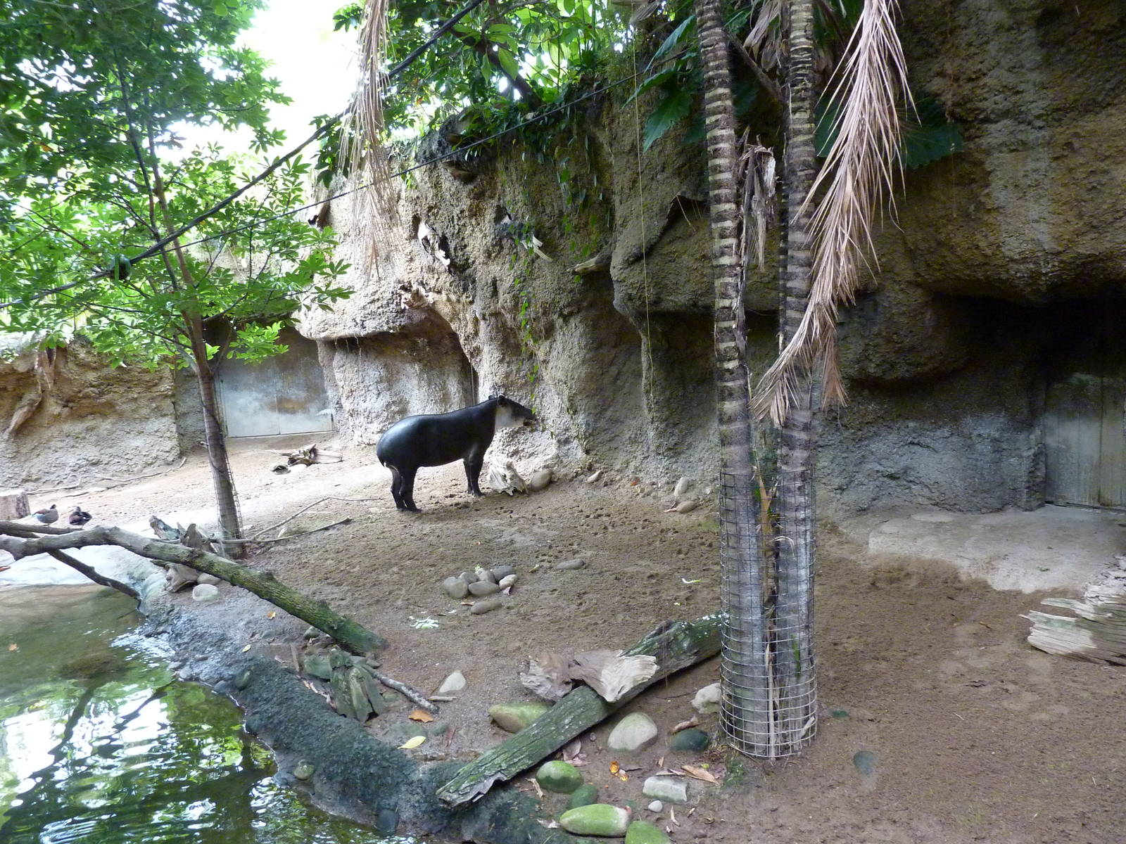 Amazonia: Forest Of Riches - Baird's Tapir/Capybara Exhibit