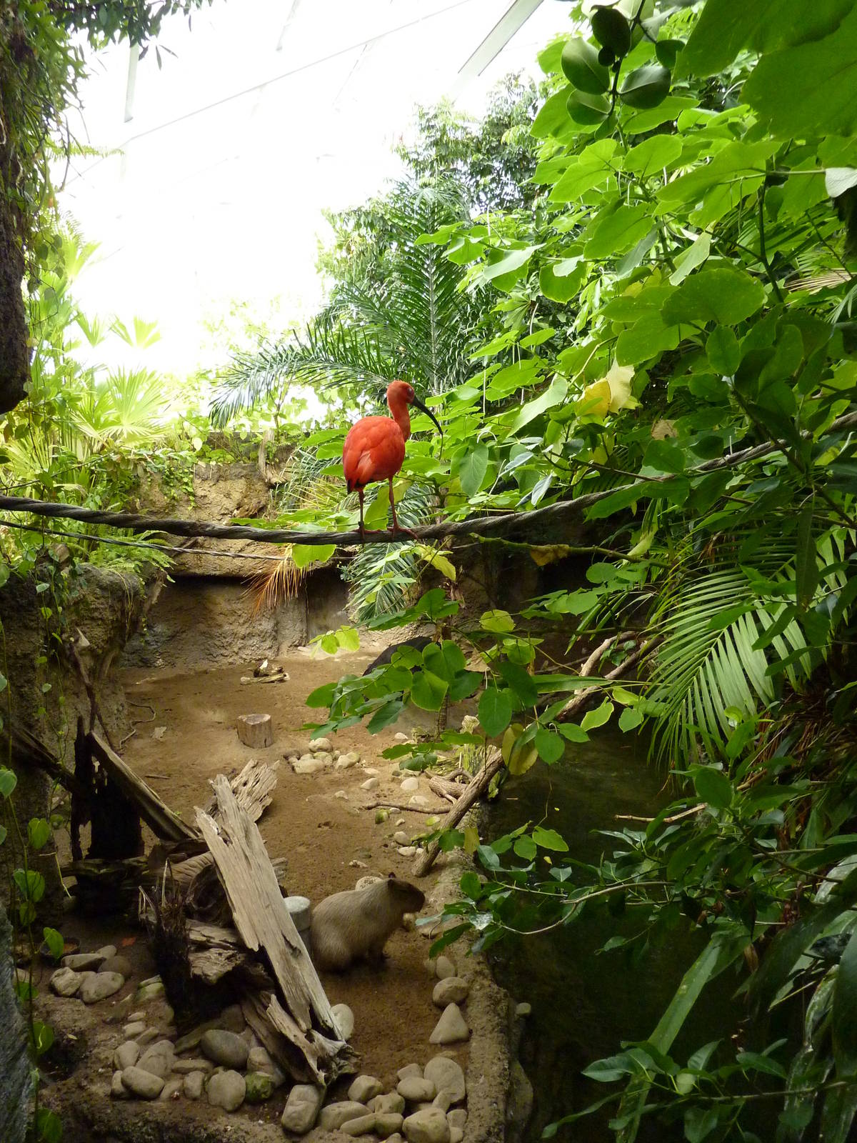 Amazonia: Forest Of Riches - Baird's Tapir/Capybara Exhibit