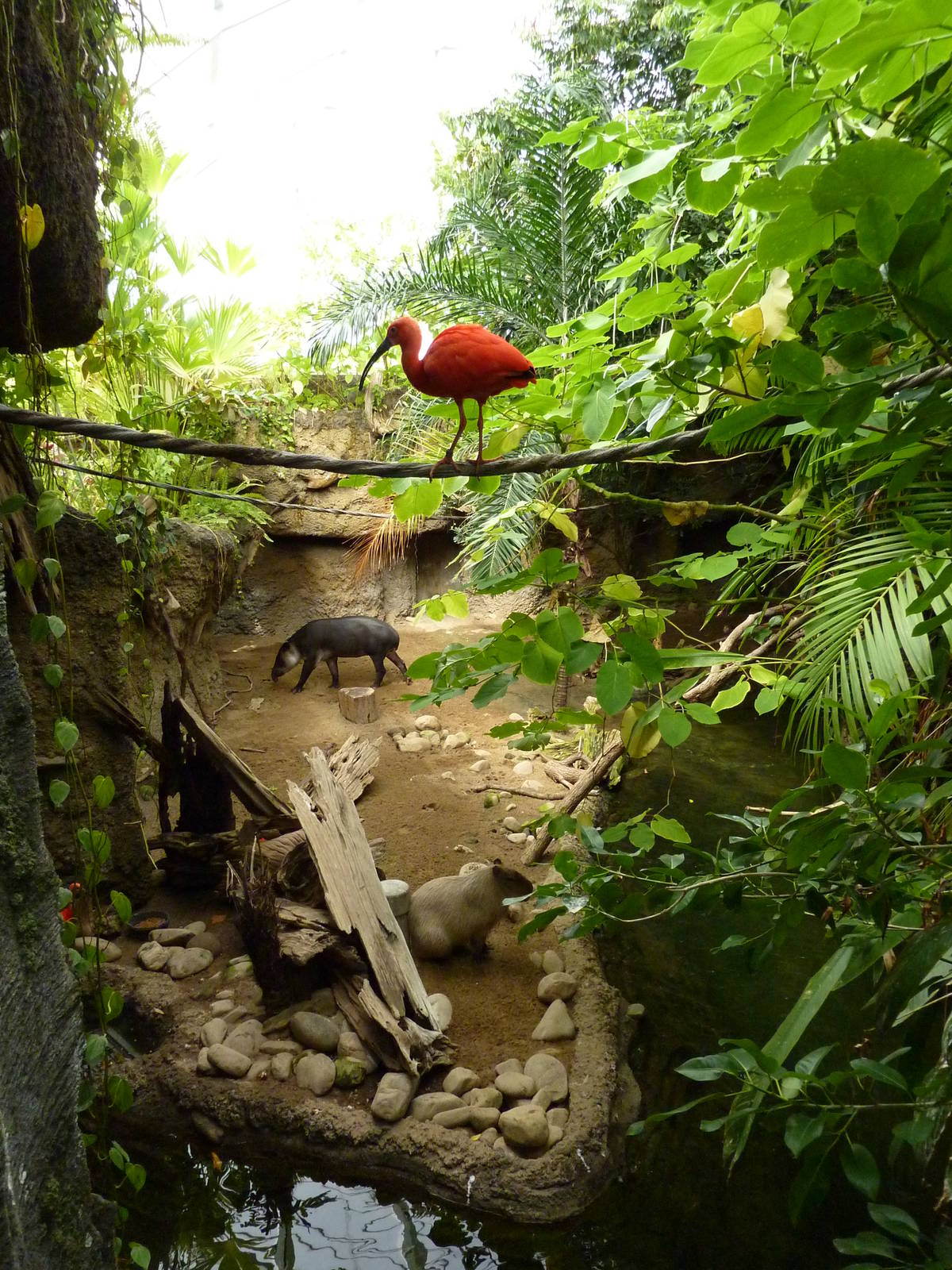 Amazonia: Forest Of Riches - Baird's Tapir/Capybara Exhibit