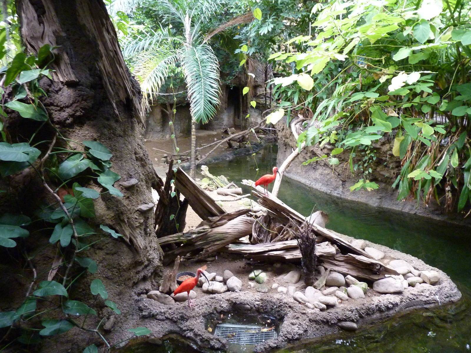 Amazonia: Forest Of Riches - Baird's Tapir/Capybara Exhibit