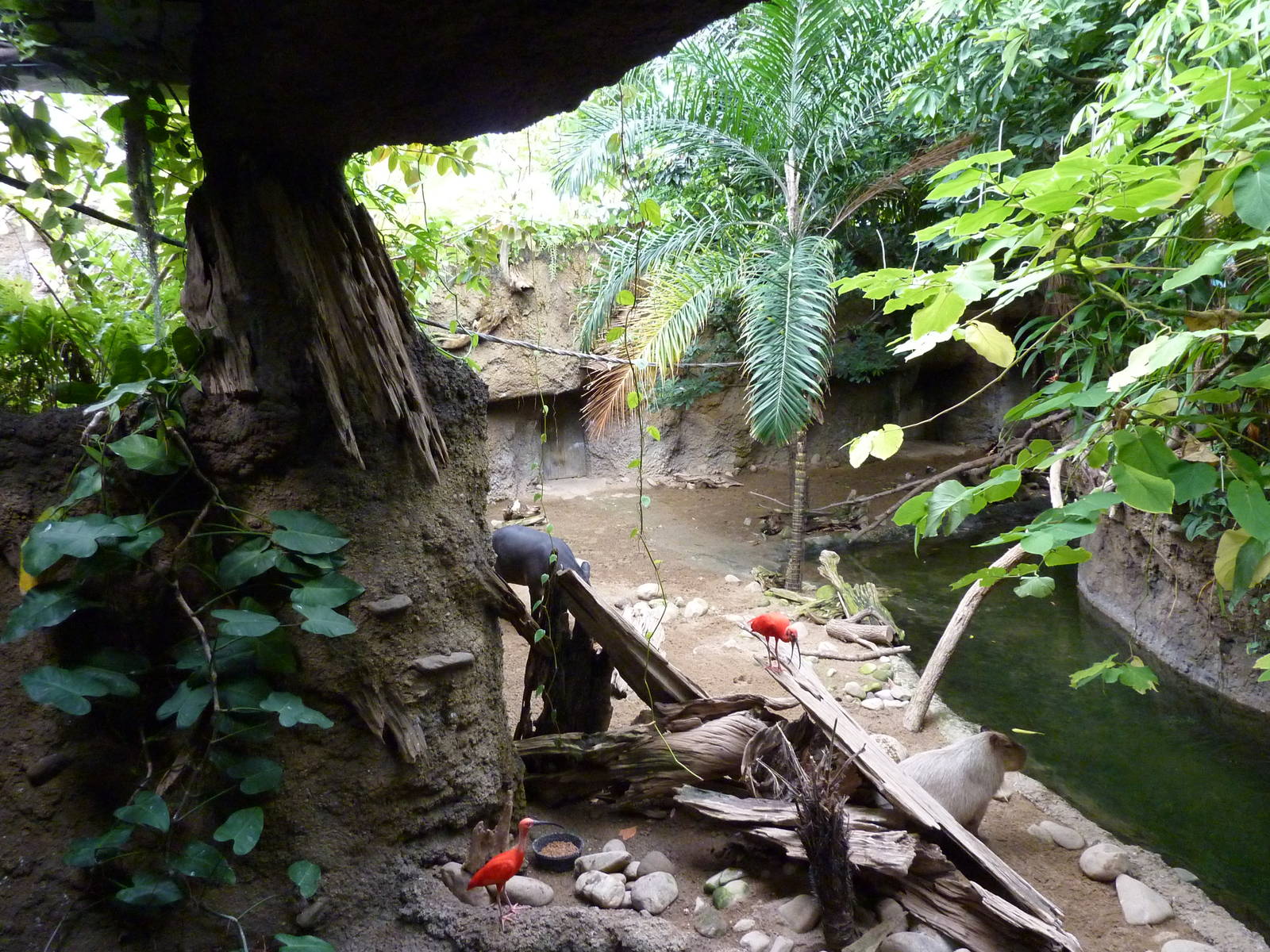 Amazonia: Forest Of Riches - Baird's Tapir/Capybara Exhibit