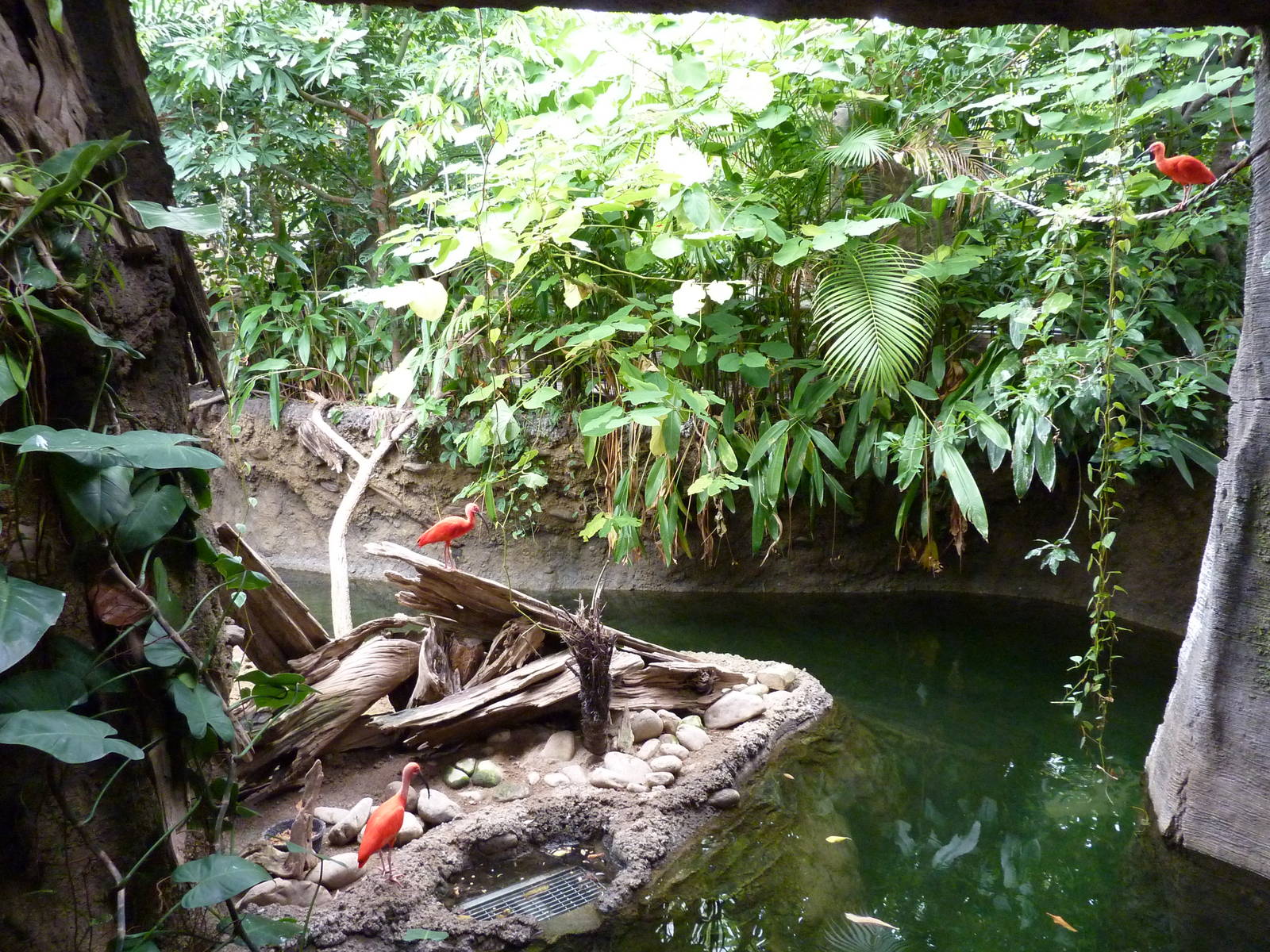 Amazonia: Forest Of Riches - Baird's Tapir/Capybara Exhibit