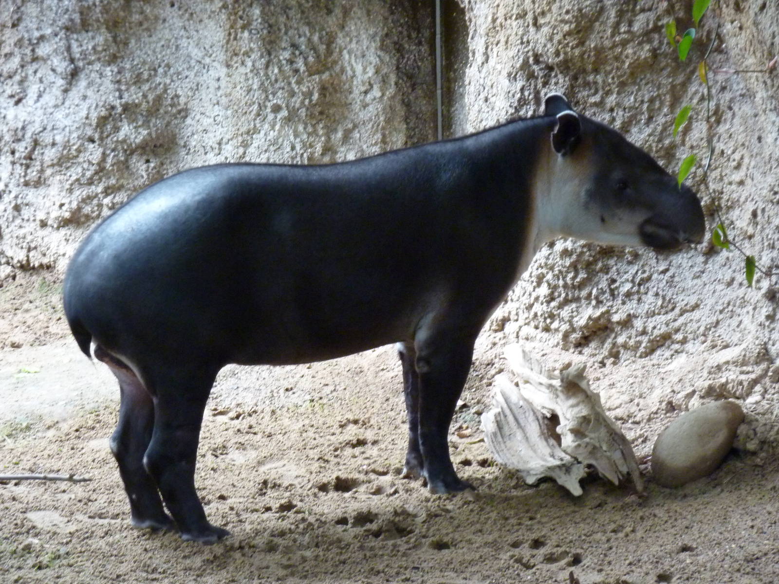 Amazonia: Forest Of Riches - Baird's Tapir