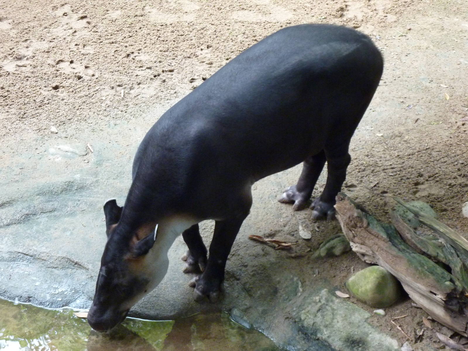 Amazonia: Forest Of Riches - Baird's Tapir