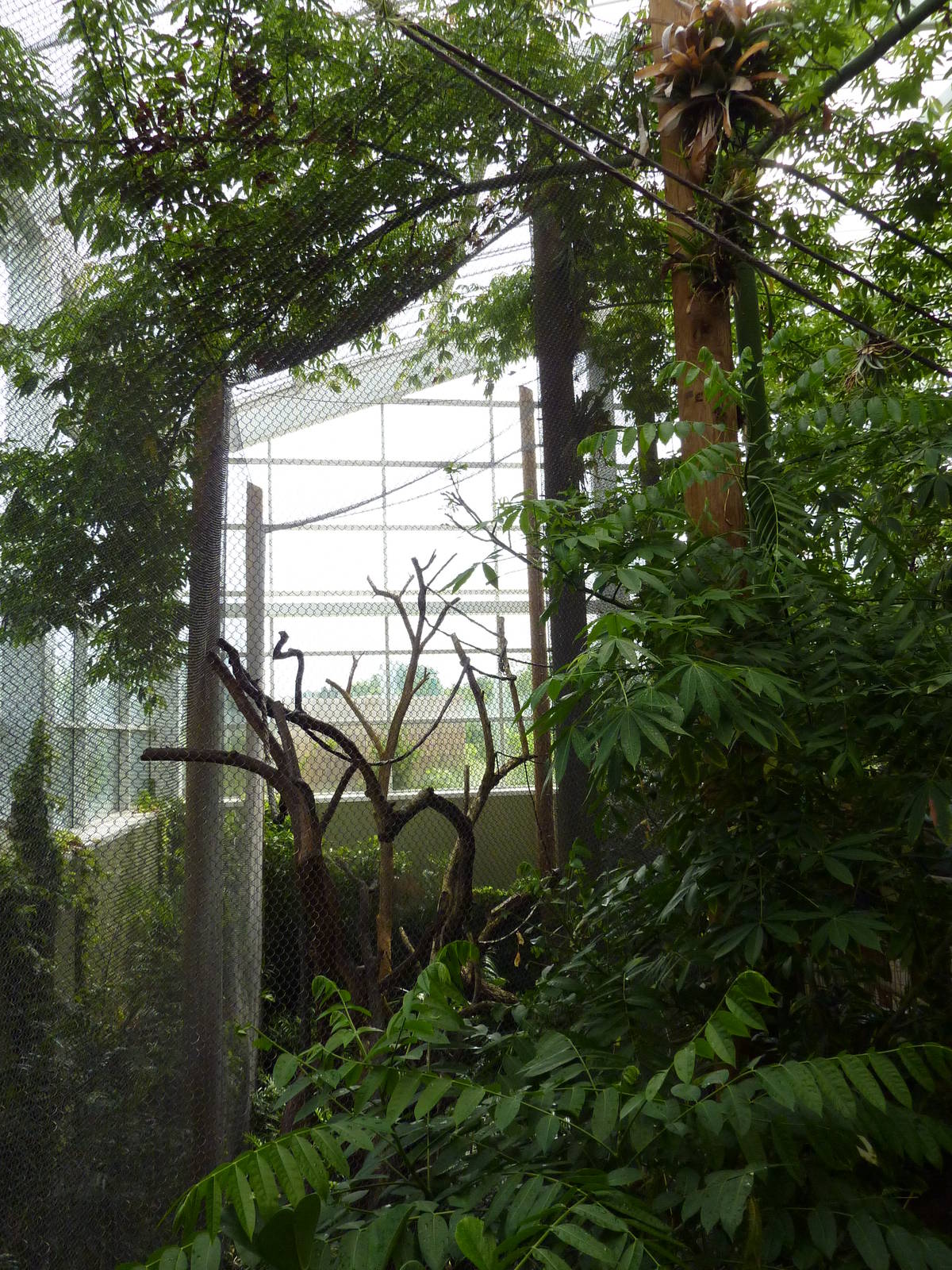 Amazonia: Forest Of Riches - Black Howler + Squirrel Monkey Exhibit