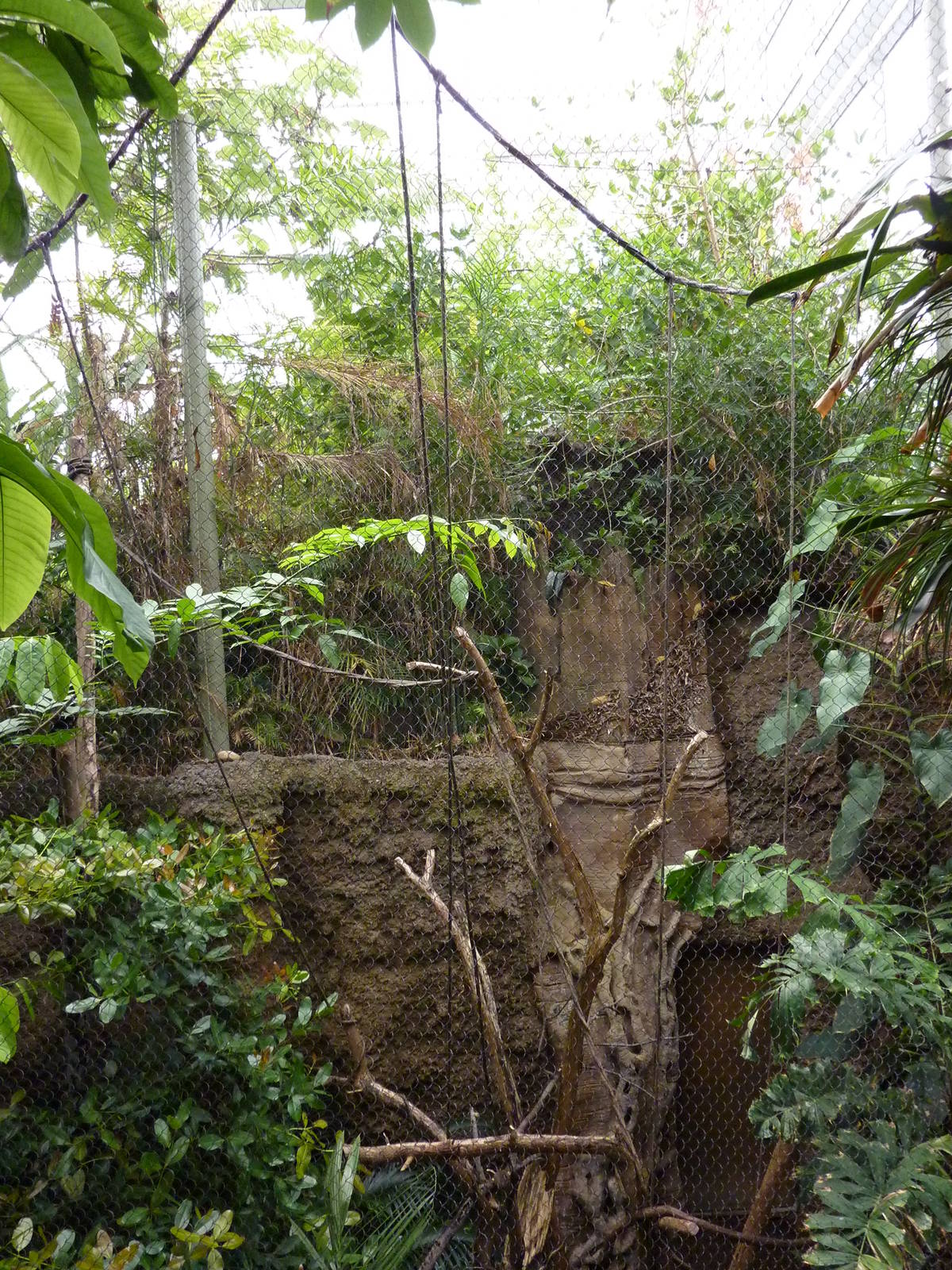 Amazonia: Forest Of Riches - Black Howler + Squirrel Monkey Exhibit