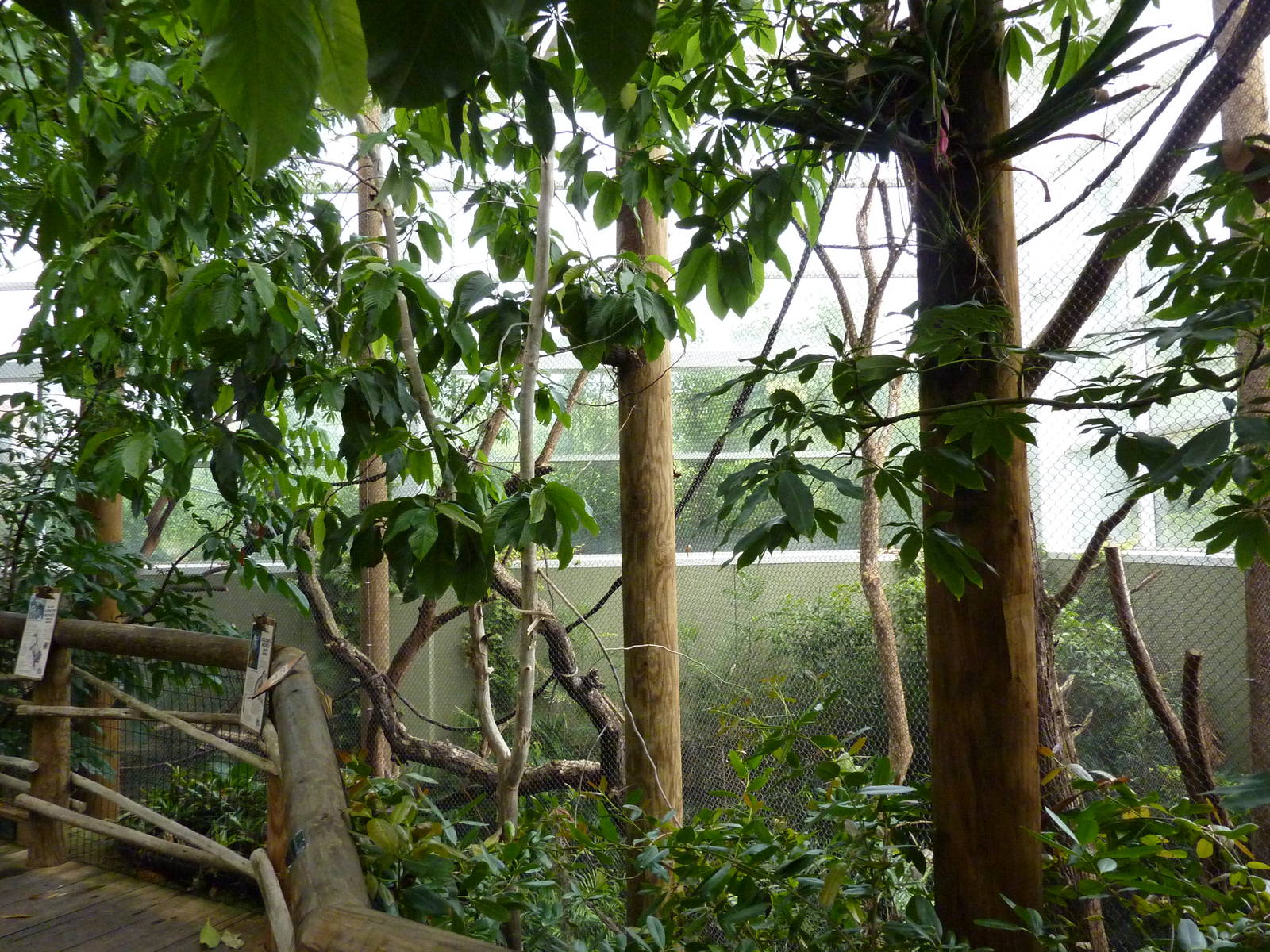 Amazonia: Forest Of Riches - Black Howler + Squirrel Monkey Exhibit
