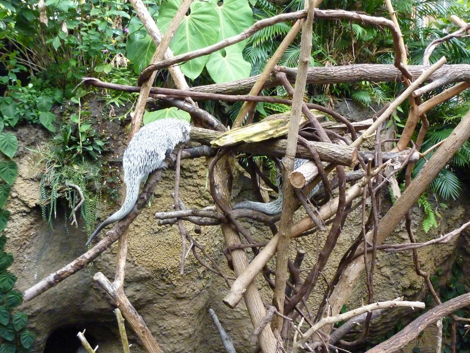 Amazonia: Forest Of Riches - Coendou