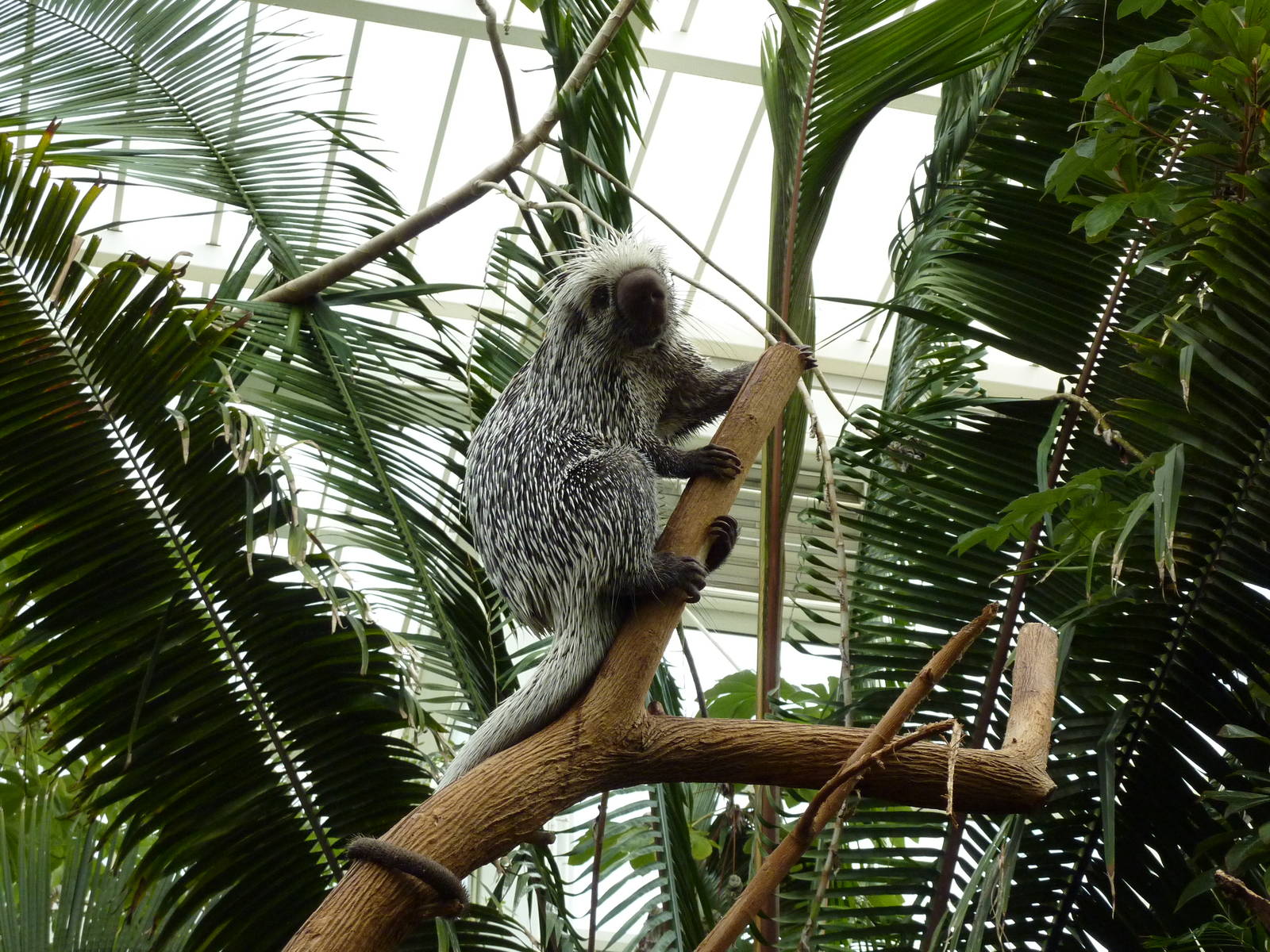 Amazonia: Forest Of Riches - Coendou