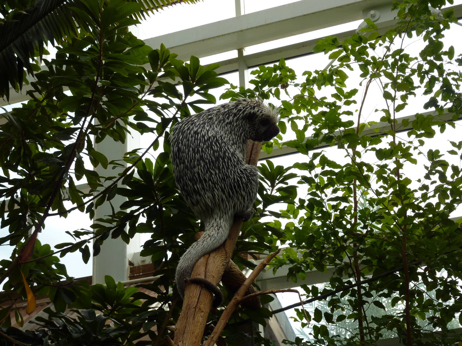 Amazonia: Forest Of Riches - Coendou