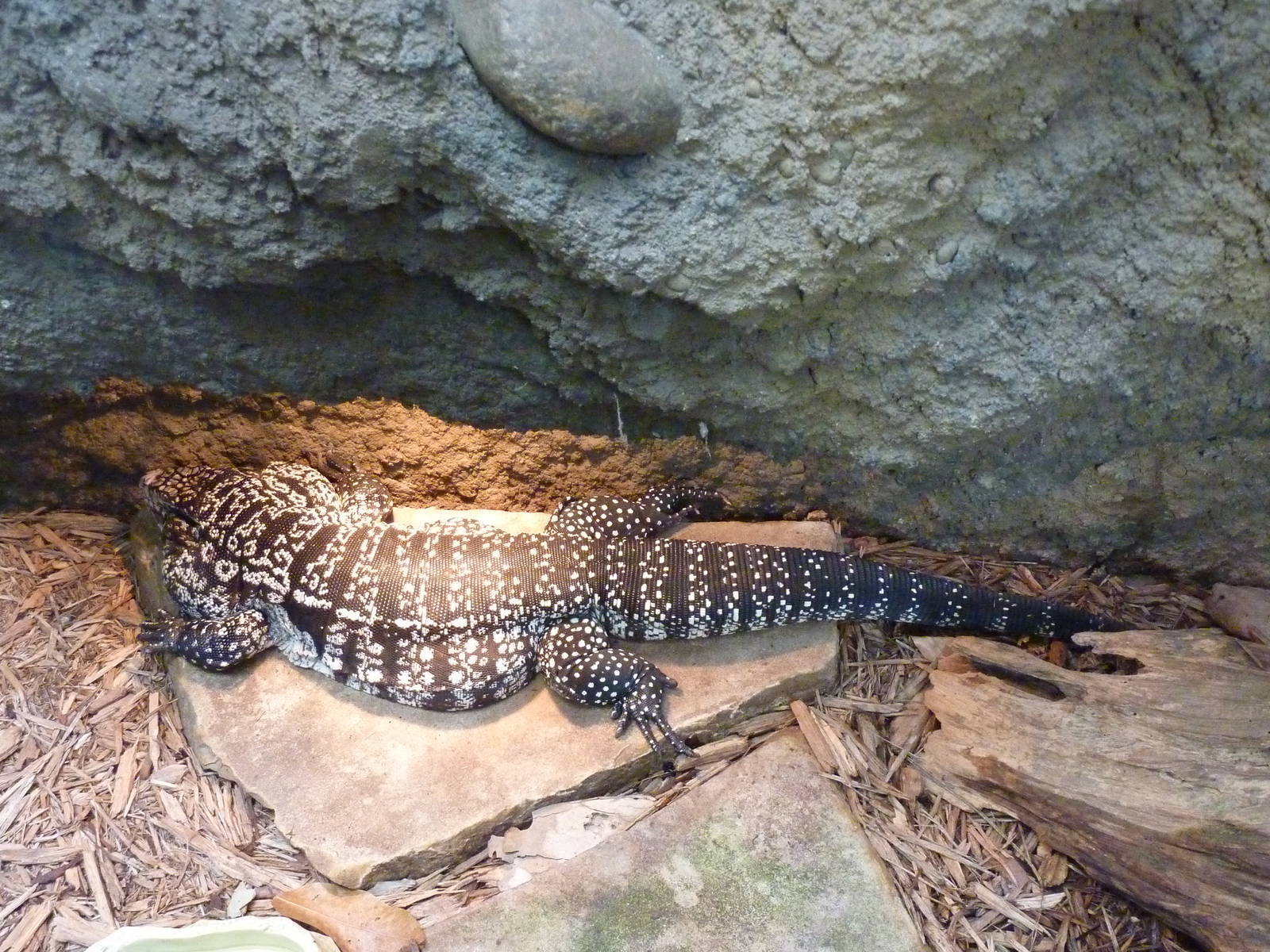 Amazonia: Forest Of Riches - Columbian Tegu