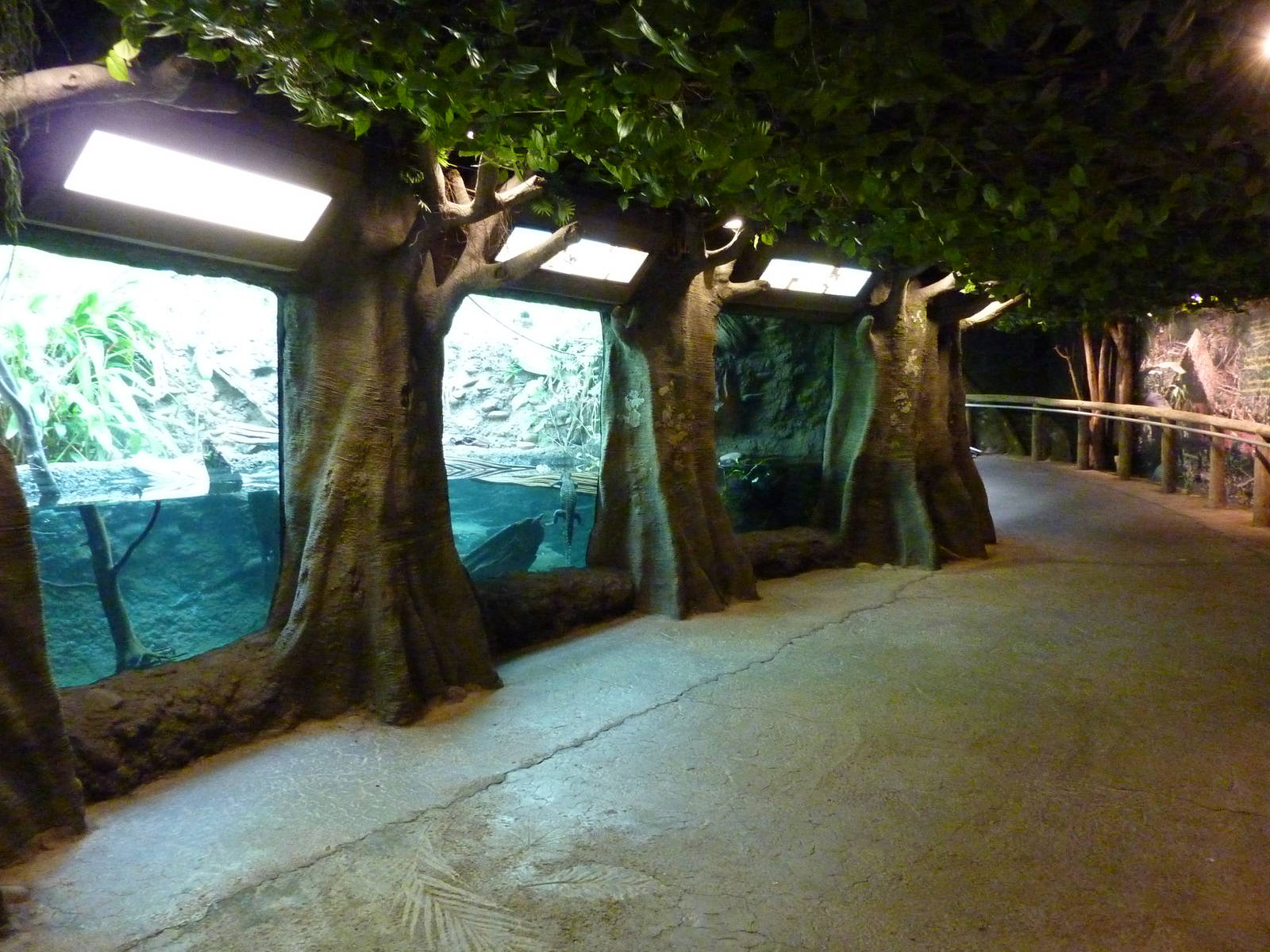 Amazonia: Forest Of Riches - Cuvier's Dwarf Caiman Exhibit