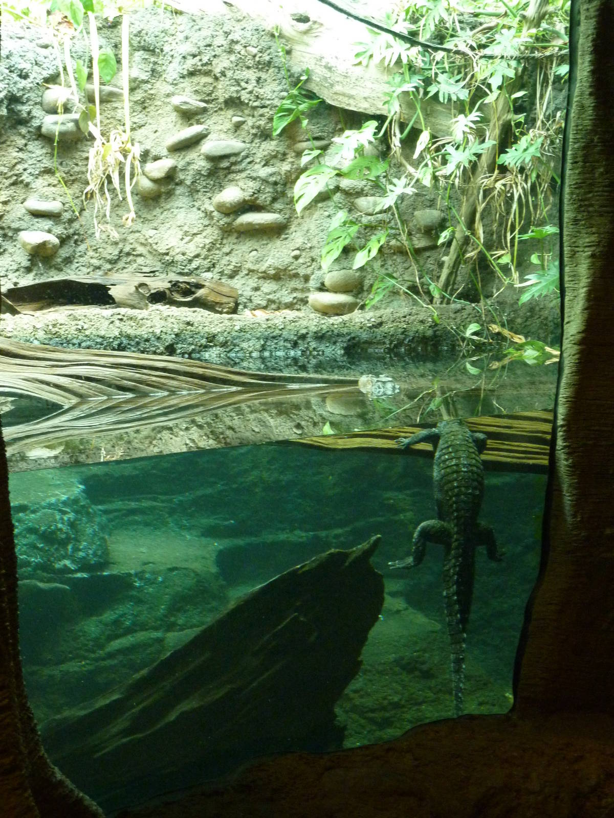 Amazonia: Forest Of Riches - Cuvier's Dwarf Caiman