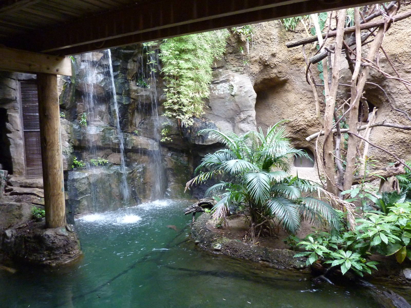 Amazonia: Forest Of Riches - Giant River Turtle/Yellow-Spotted River Turtle