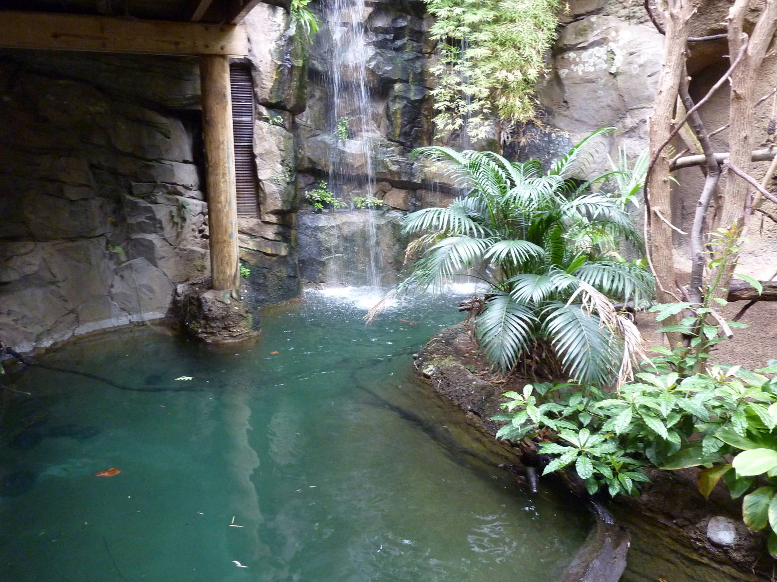 Amazonia: Forest Of Riches - Giant River Turtle/Yellow-Spotted River Turtle