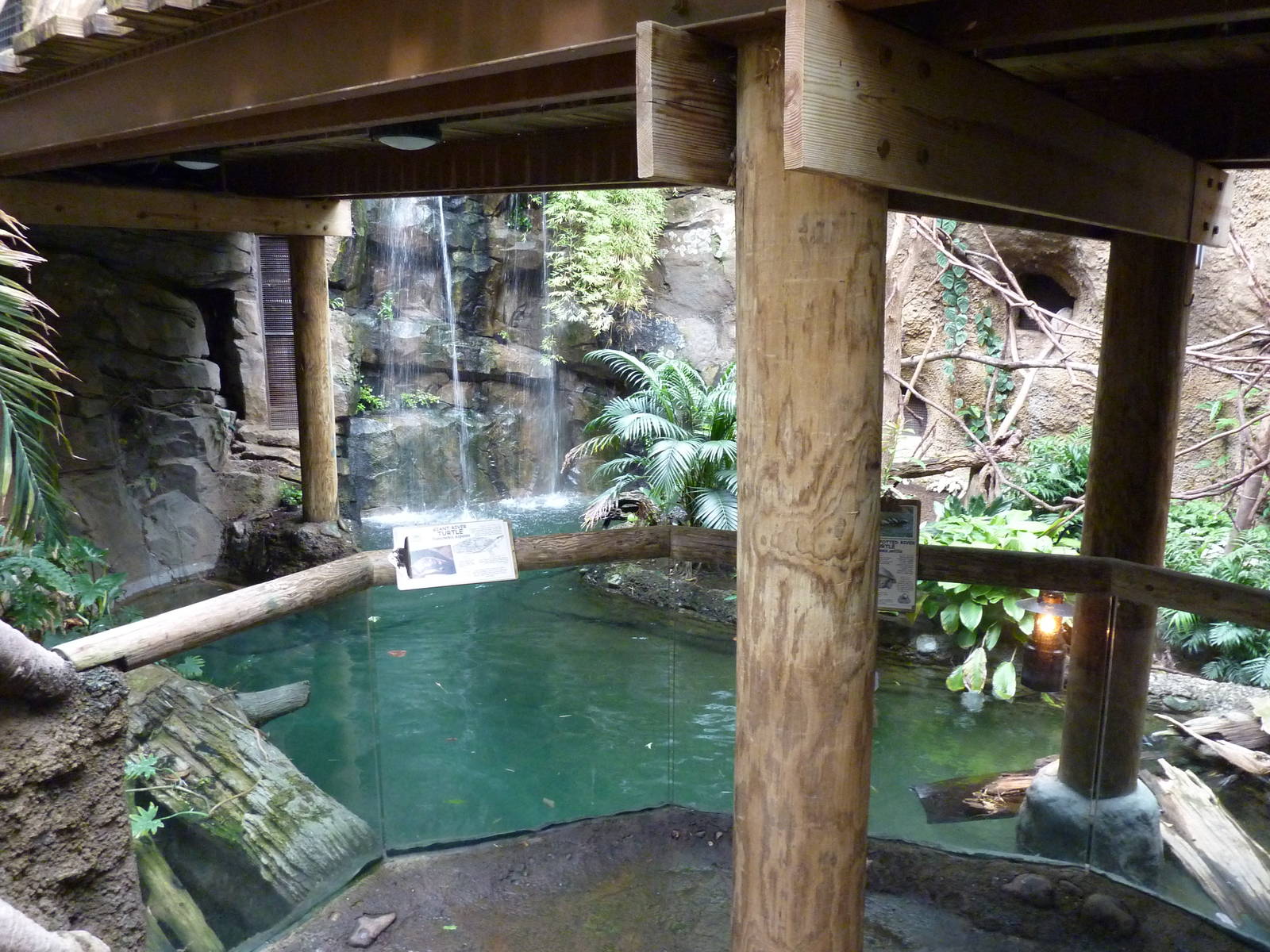 Amazonia: Forest Of Riches - Giant River Turtle/Yellow-Spotted River Turtle