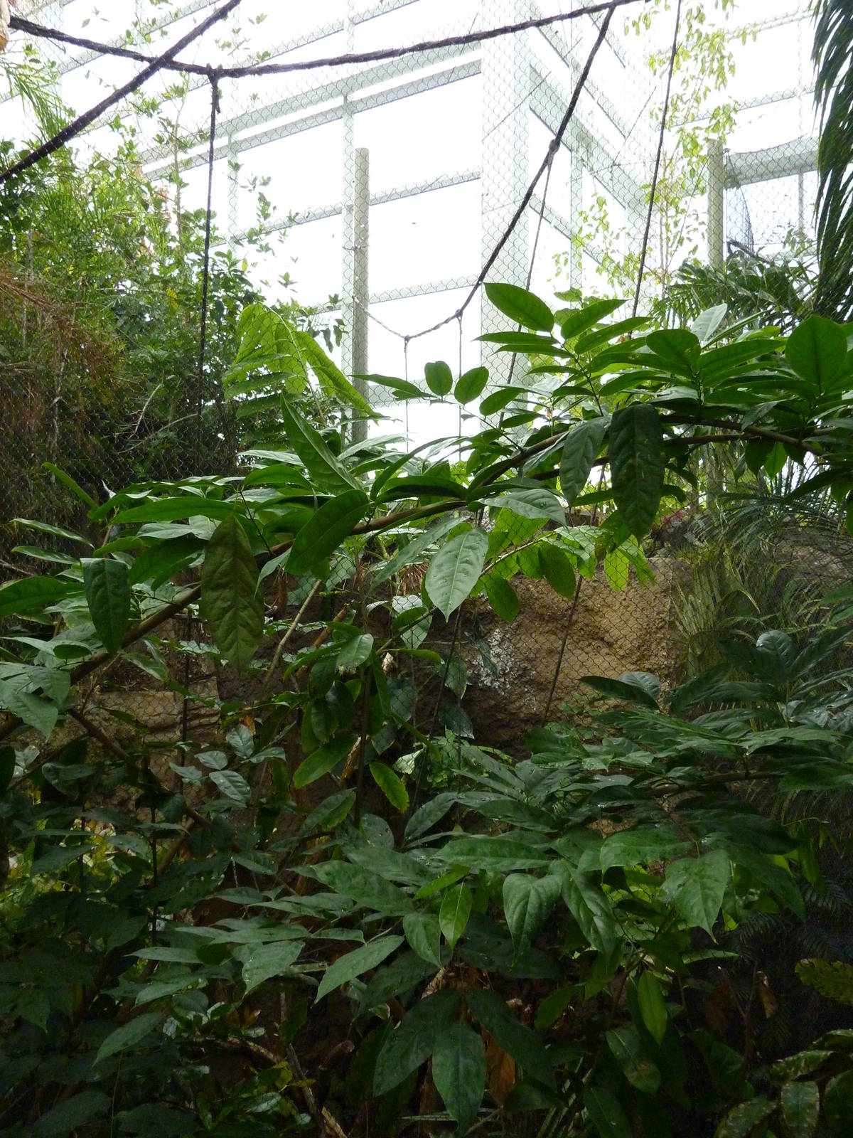 Amazonia: Forest Of Riches - Goeldi's Monkey Exhibit