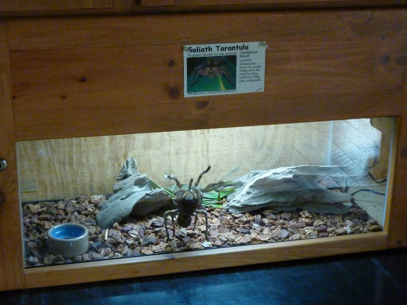 Amazonia: Forest Of Riches - Goliath Tarantula Exhibit