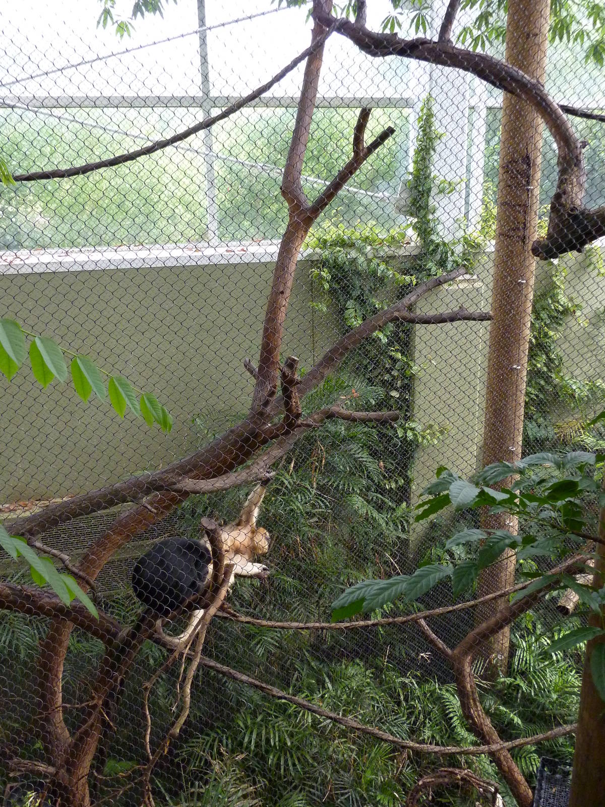 Amazonia: Forest Of Riches - Howler + Squirrel Monkey Exhibit