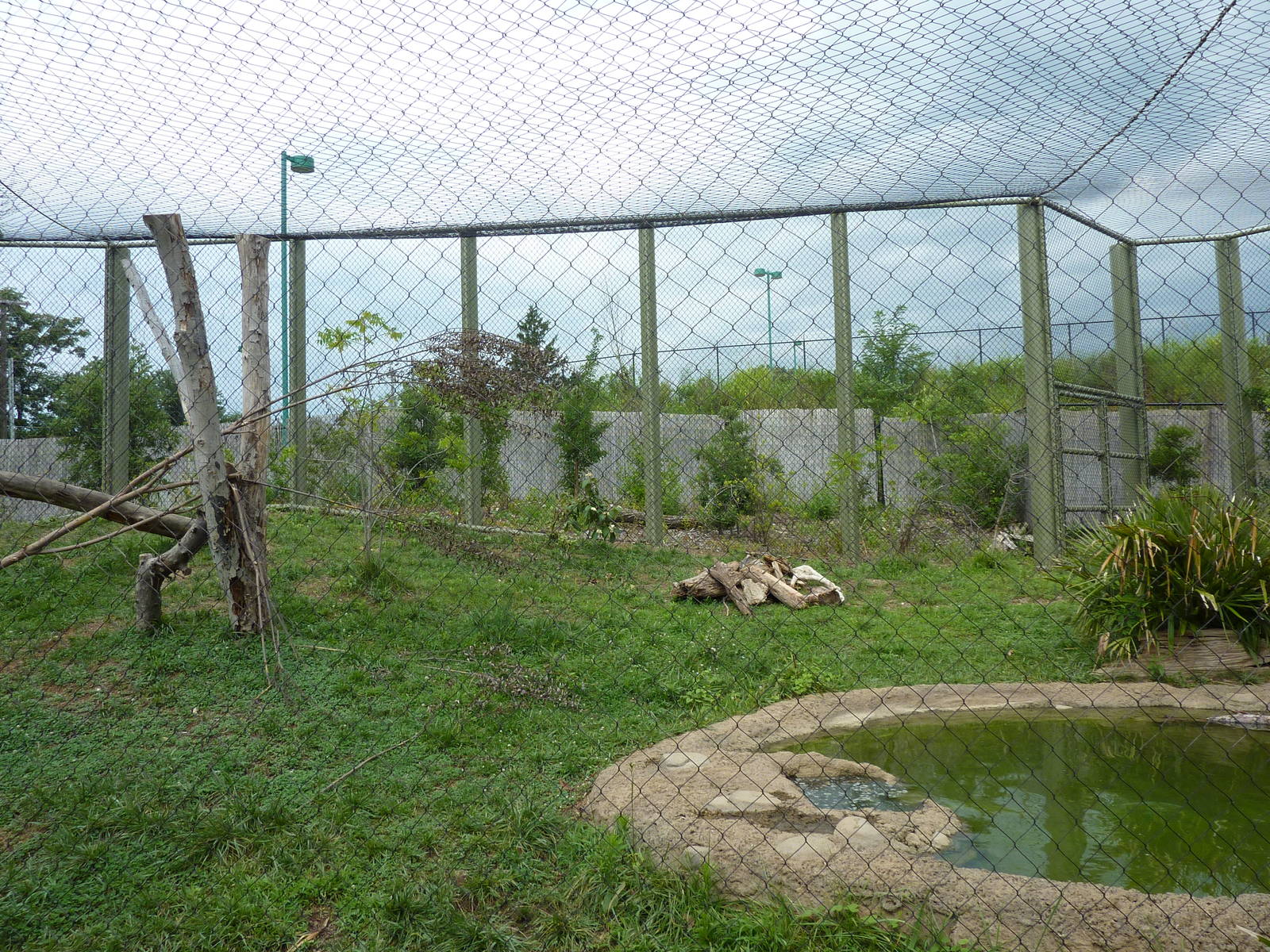 Amazonia: Forest Of Riches - Jaguar Exhibit