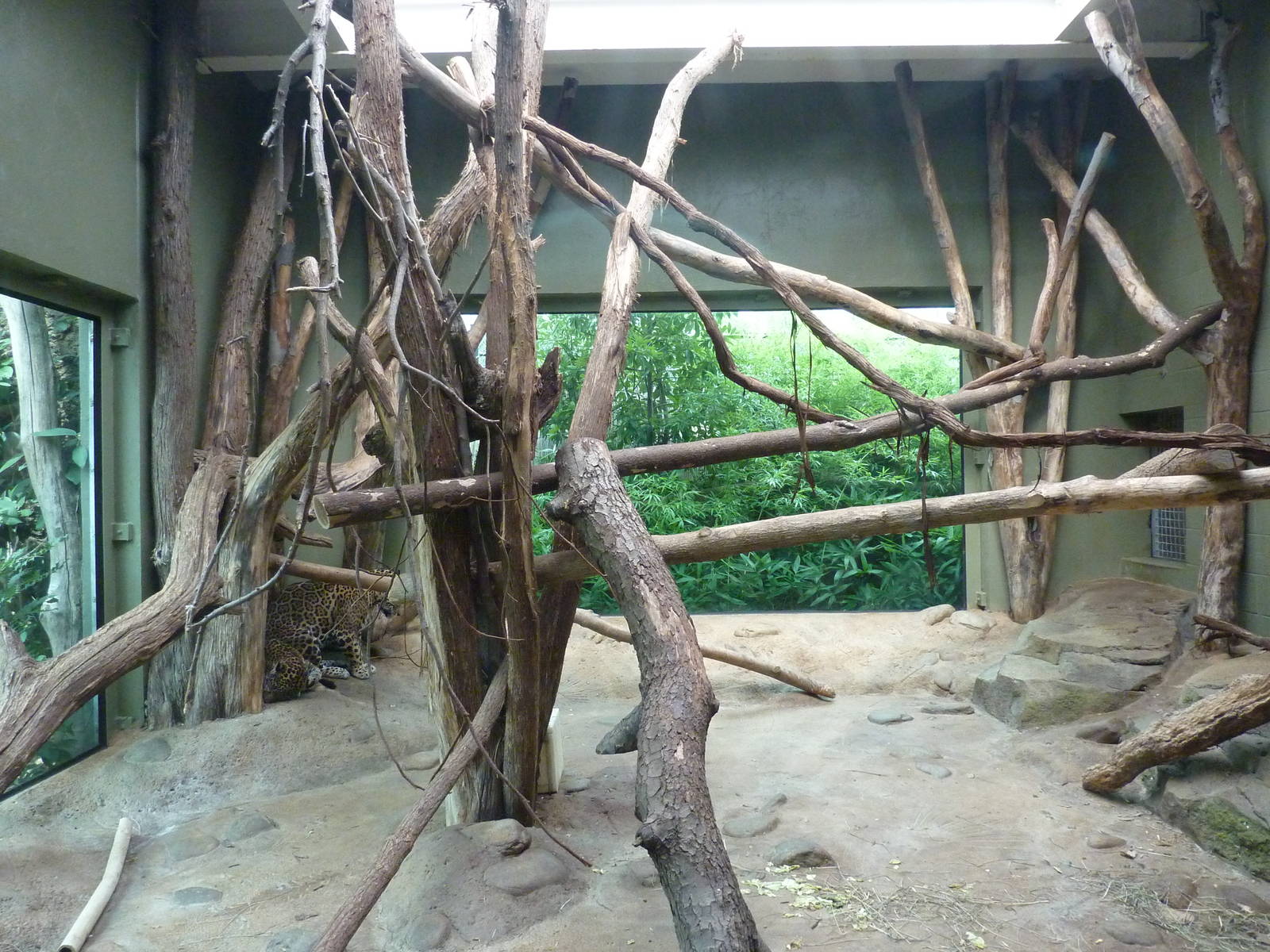 Amazonia: Forest Of Riches - Jaguar Indoor Exhibit